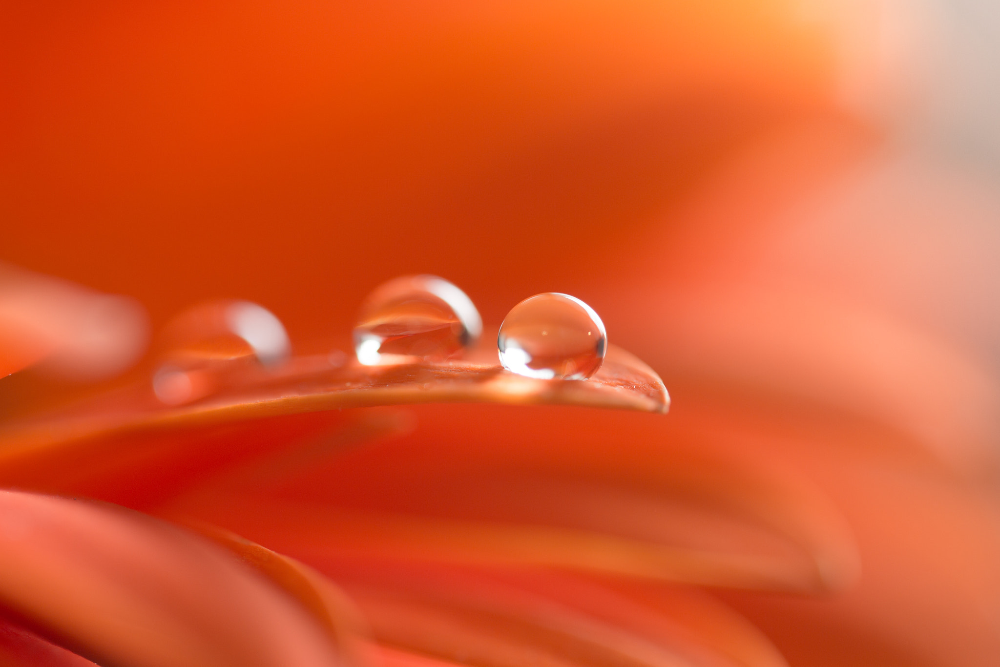 Sigma 150mm f/2.8 EX DG OS HSM APO Macro sample photo. Drops on gerbera daisy photography