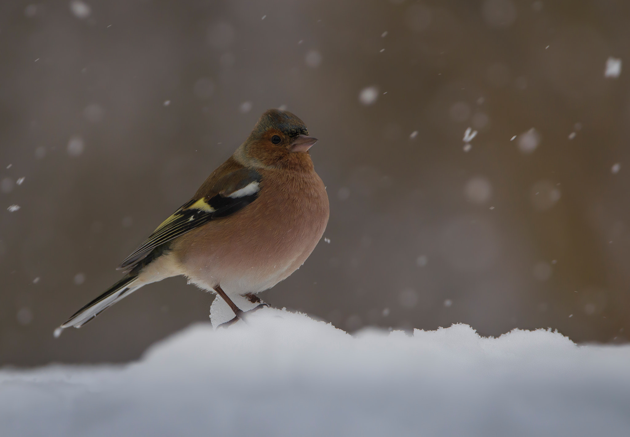 Sigma 150-600mm F5-6.3 DG OS HSM | C sample photo. Chaffinch photography