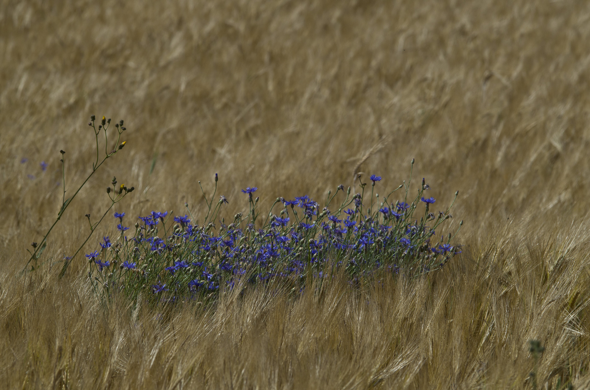 Pentax K-50 + Tamron SP AF 70-200mm F2.8 Di LD (IF) MACRO sample photo. Cornflowers photography