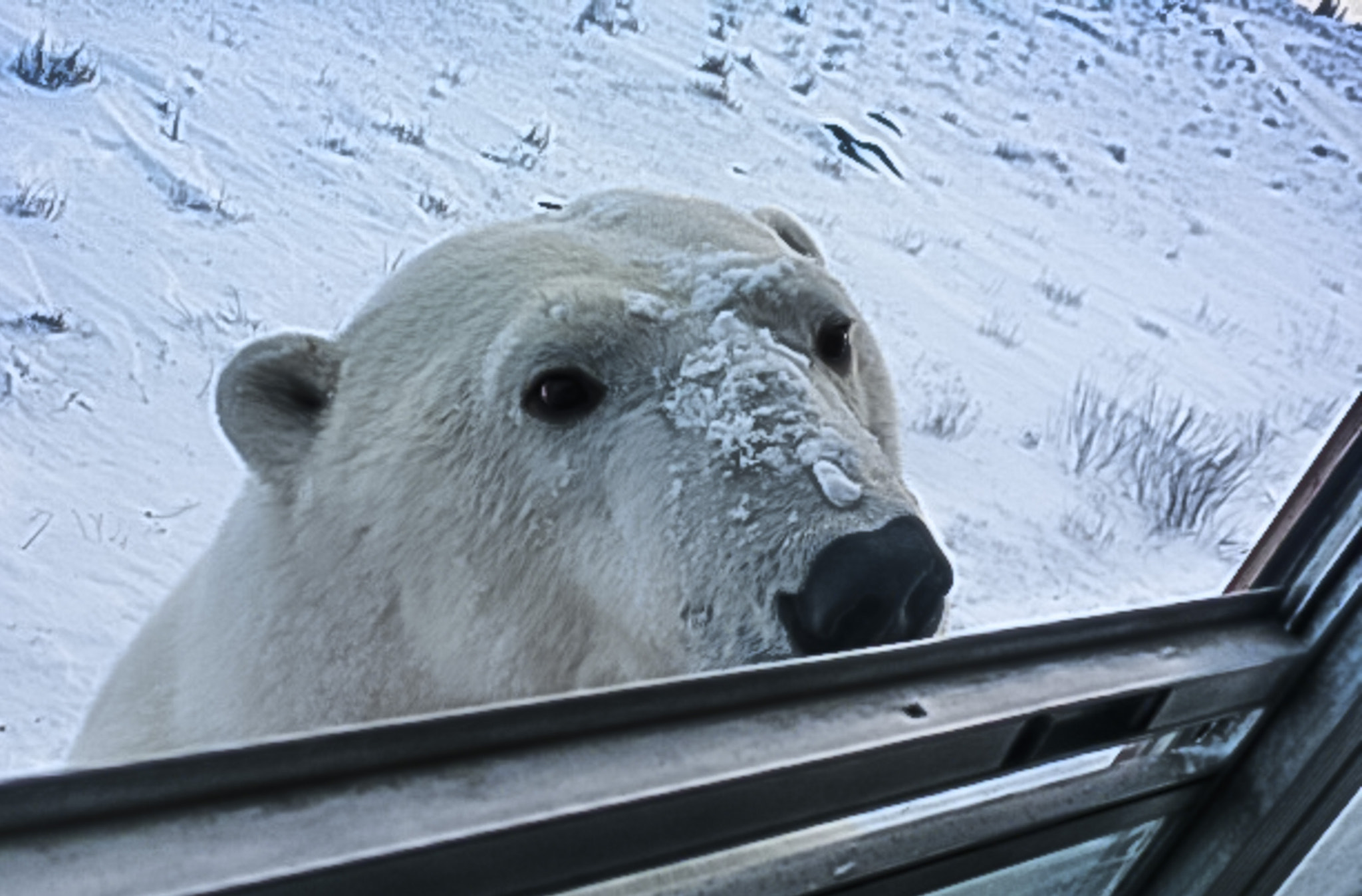 Panasonic Lumix DMC-ZS8 (Lumix DMC-TZ18) sample photo. Polar bear in churchill manitoba canada photography