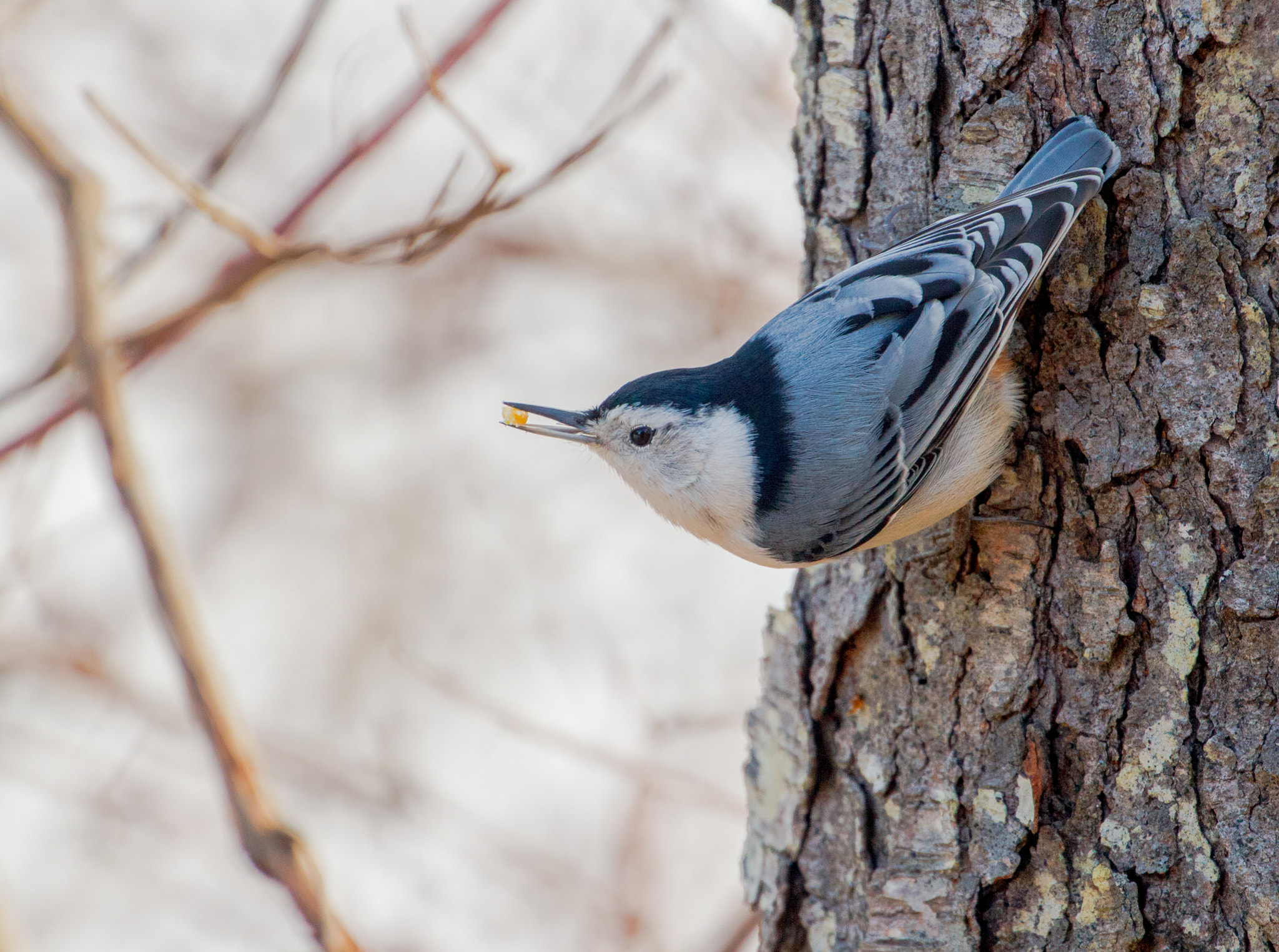 Canon EF 70-300mm F4-5.6L IS USM sample photo. A nuthatch with a snack photography