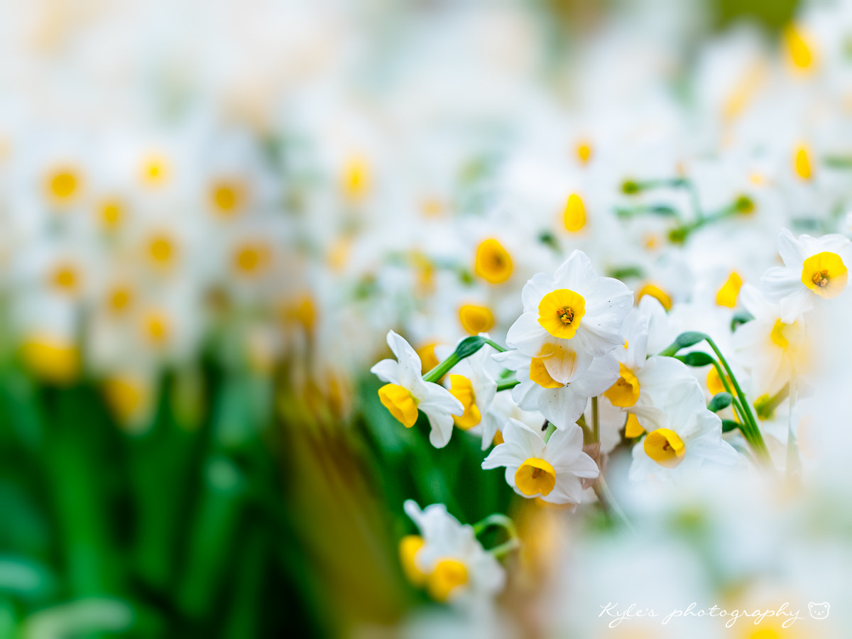 Olympus E-30 + Sigma 150mm F2.8 EX DG Macro HSM sample photo. 水仙 photography