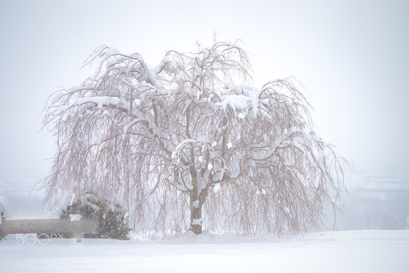 Pentax K-S2 + smc Pentax-DA L 50-200mm F4-5.6 ED WR sample photo. Cherry tree photography