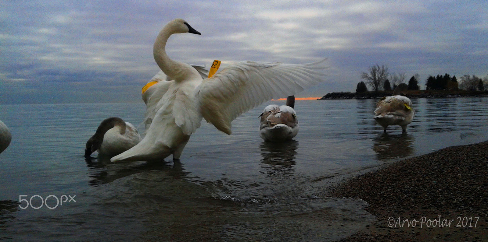 Samsung Galaxy Core sample photo. Trumpeter family photography