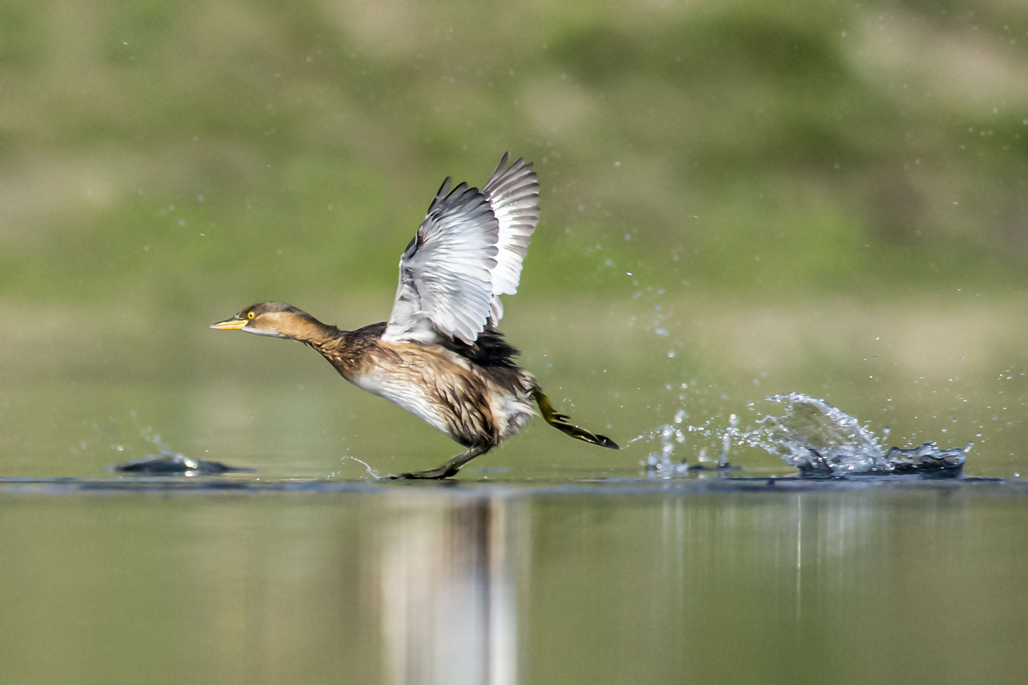 Nikon D7200 + Nikon AF-S Nikkor 300mm F4D ED-IF sample photo. Water runner photography