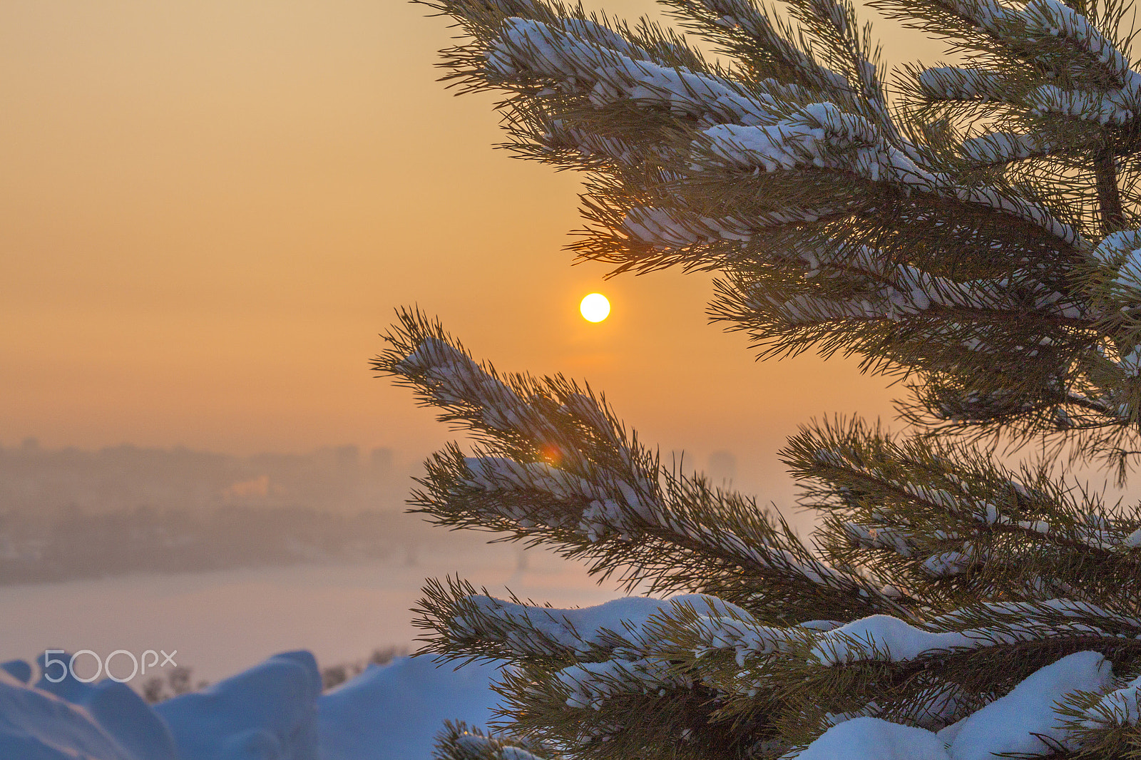 Canon EOS 500D (EOS Rebel T1i / EOS Kiss X3) sample photo. Spruce in the snow at sunset photography