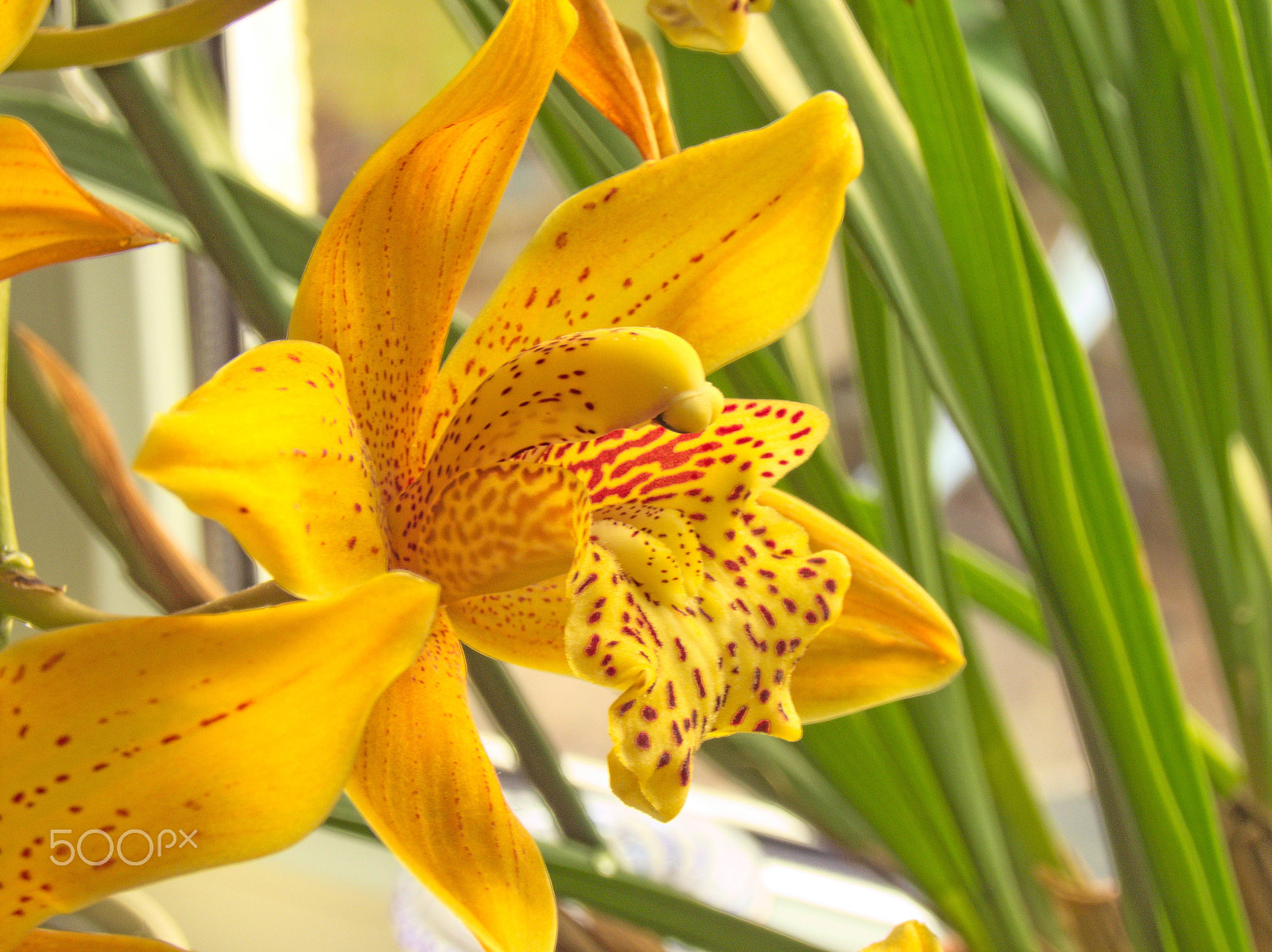 Kodak EasyShare Z990 (EasyShare Max) sample photo. Colourful yellow blooming orchid [germany] photography
