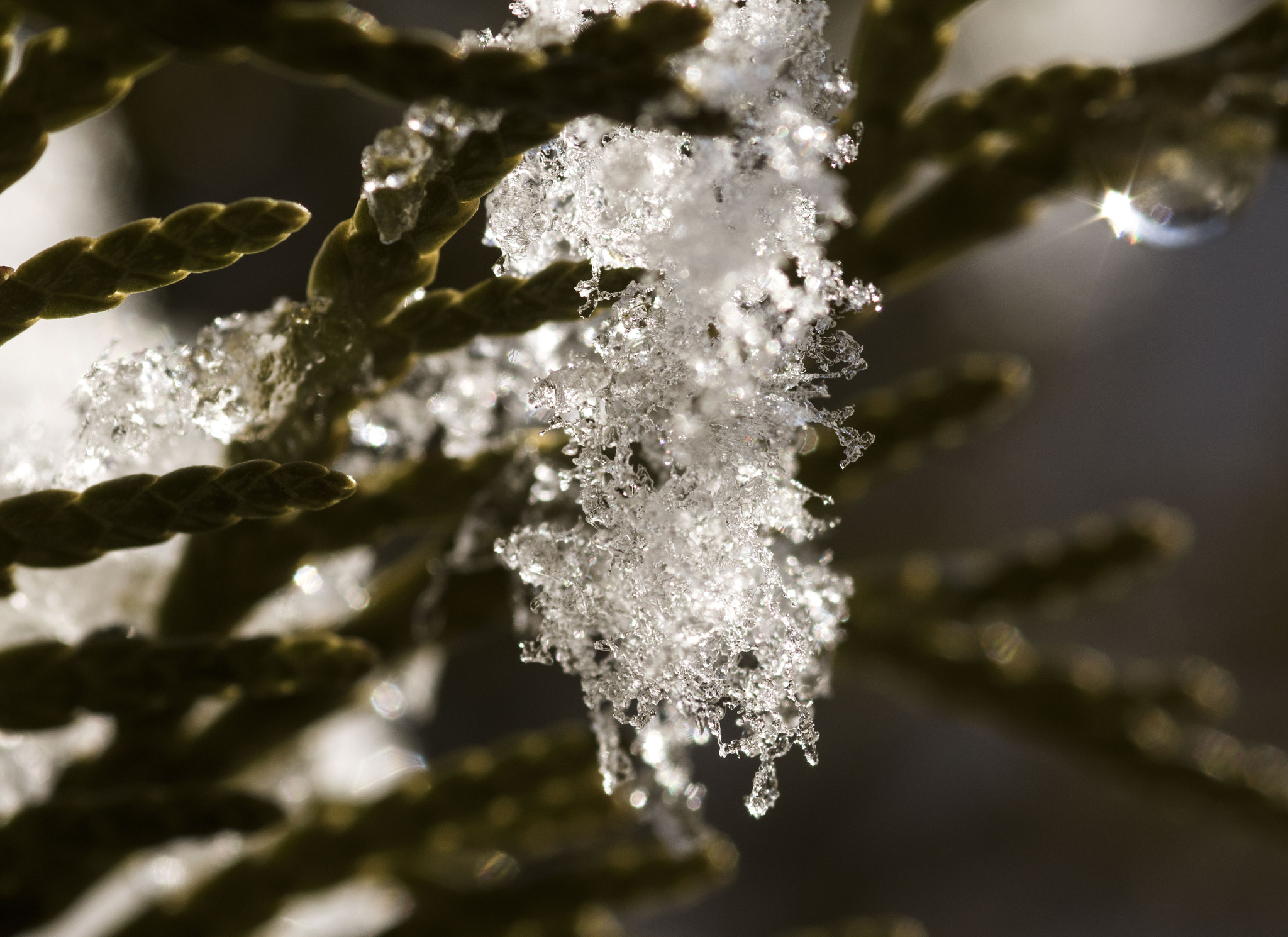 Canon EOS 750D (EOS Rebel T6i / EOS Kiss X8i) + Sigma 105mm F2.8 EX DG Macro sample photo. Snow crystals photography