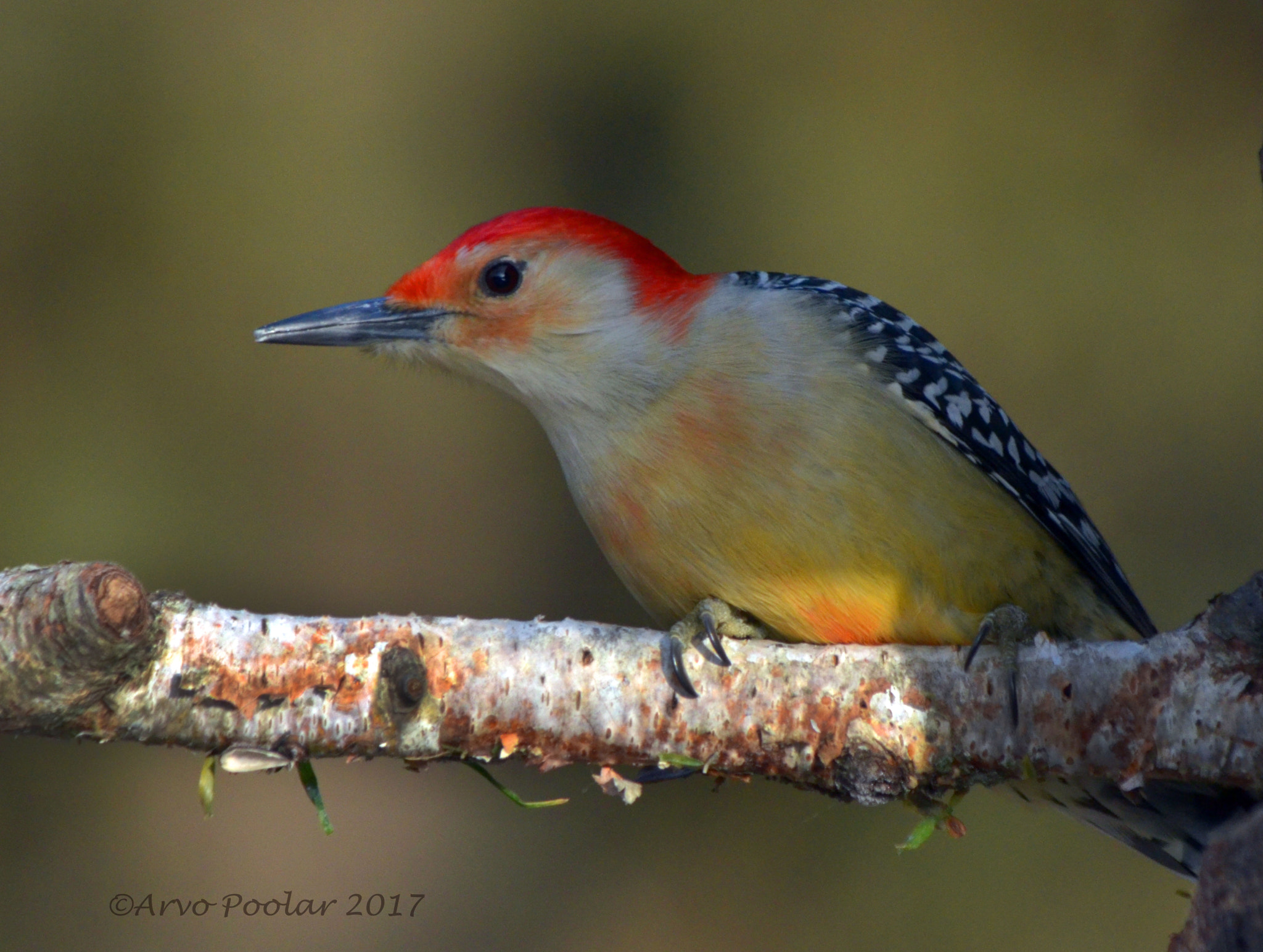 Nikon D7000 + Nikon AF-S Nikkor 28mm F1.8G sample photo. Red bellied woodpecker photography