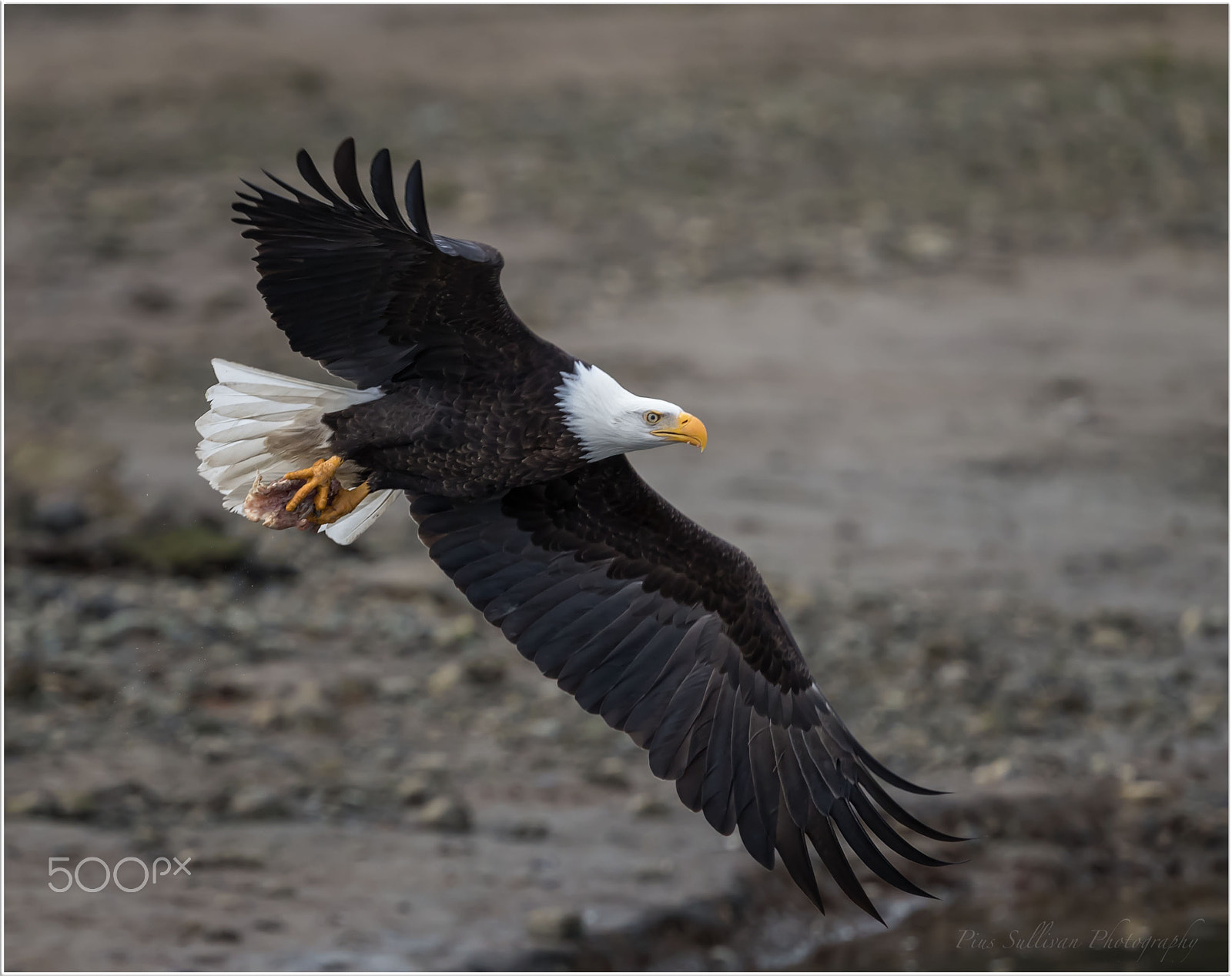 Canon EF 400mm F4 DO IS II USM sample photo. Eagle photography