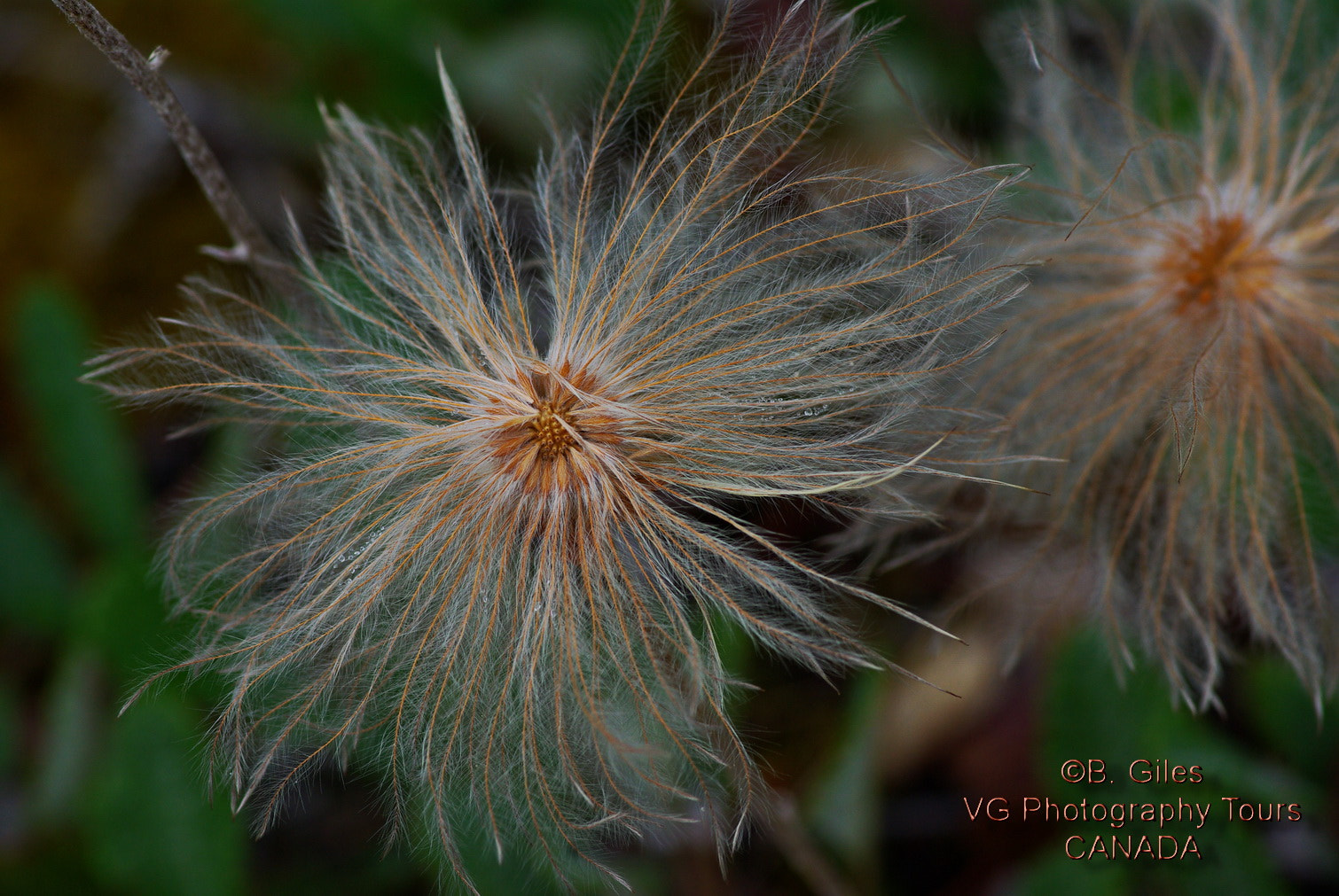 Pentax smc D-FA 100mm F2.8 macro sample photo. From the flowers of spring photography