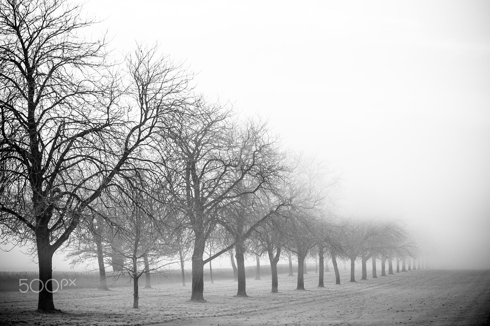 Canon EF 70-200mm F4L IS USM sample photo. Misty trees photography