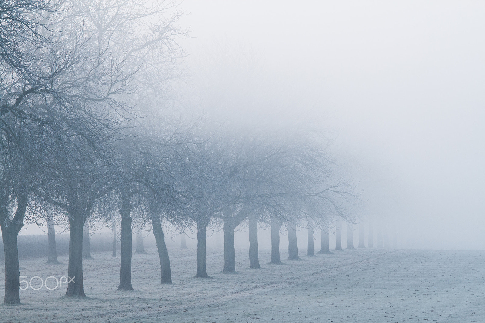 Canon EF 70-200mm F4L IS USM sample photo. Misty trees 2 photography