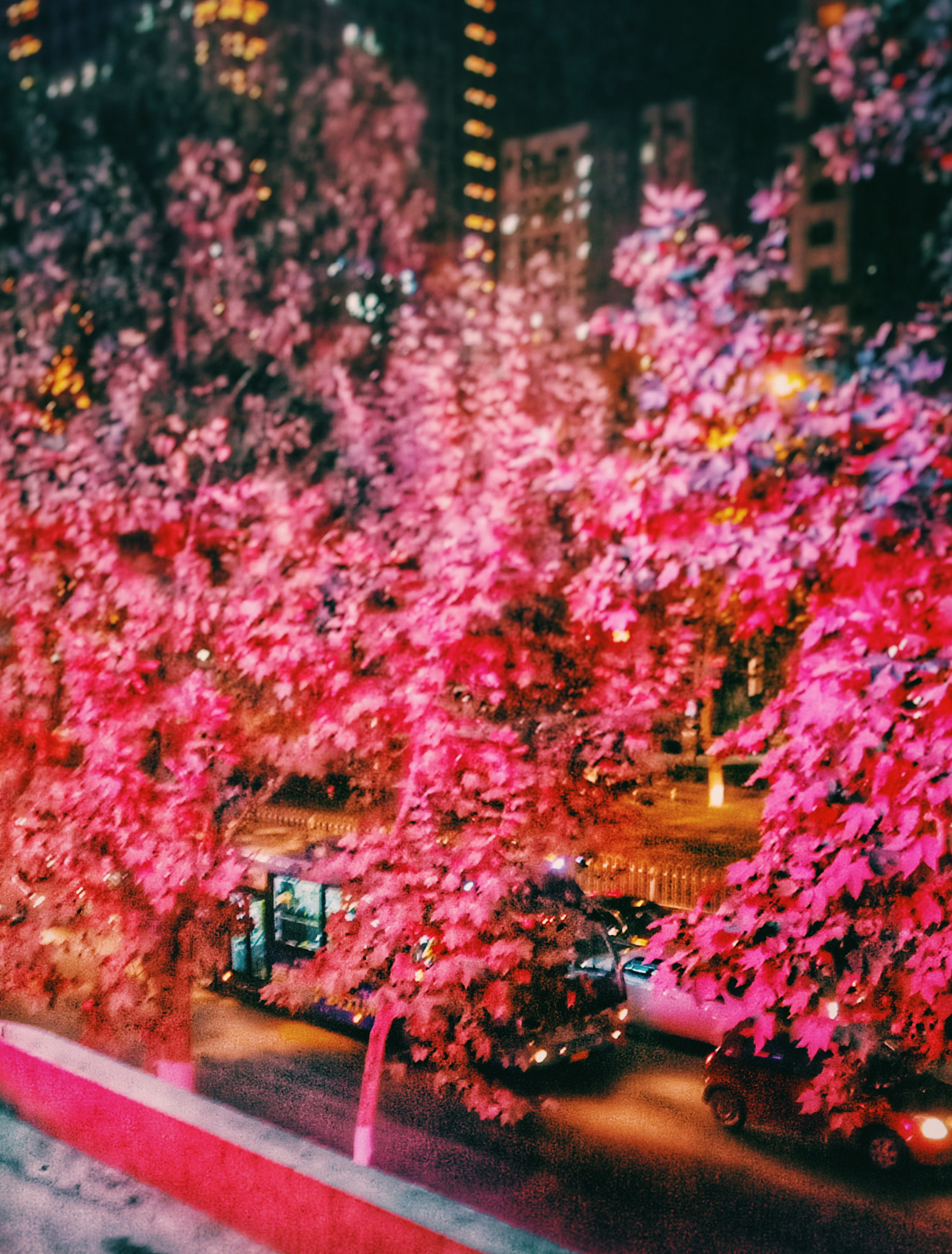 Meizu MX6 sample photo. Red tree photography