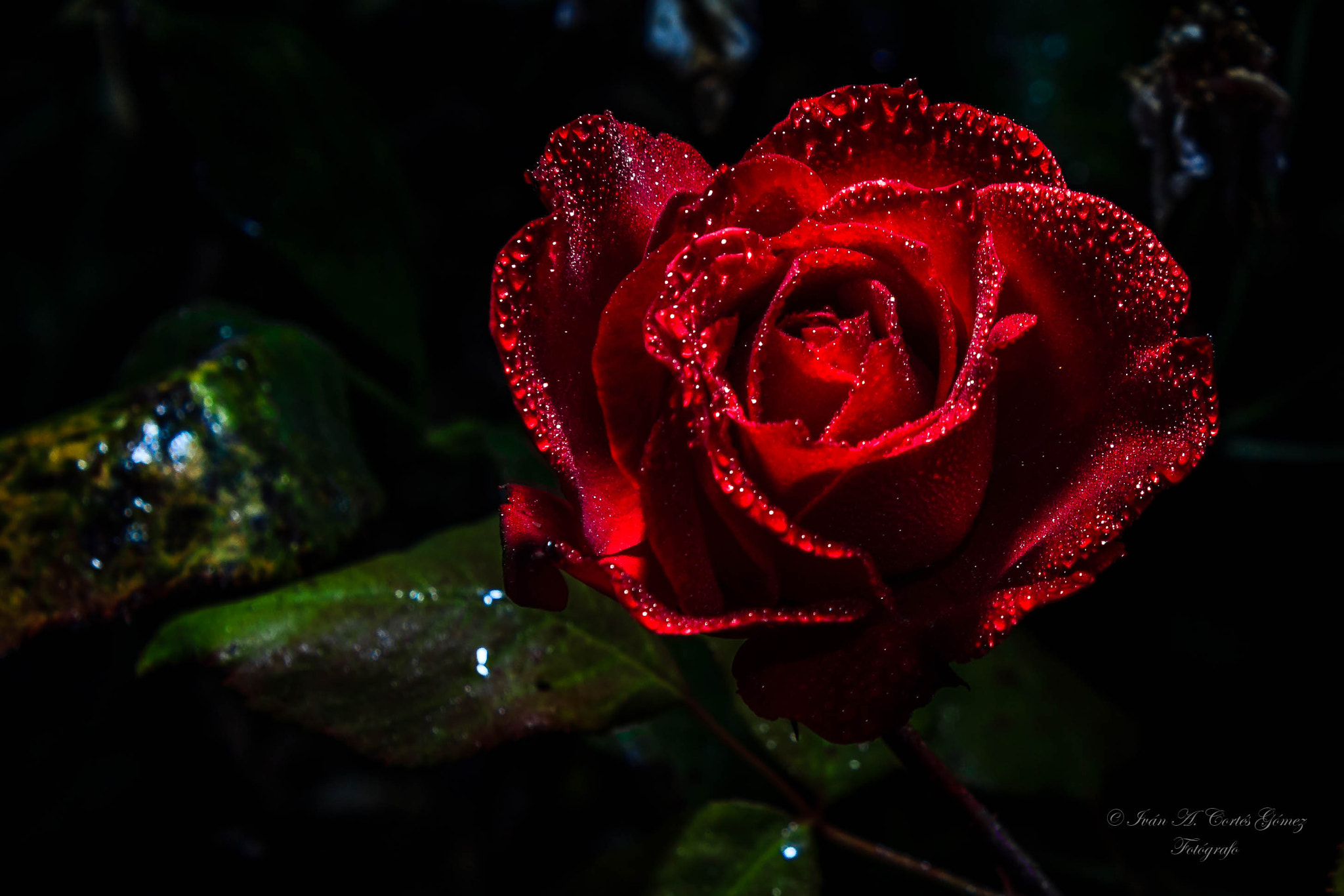 Canon EF-S 55-250mm F4-5.6 IS STM sample photo. Rocio nocturno photography