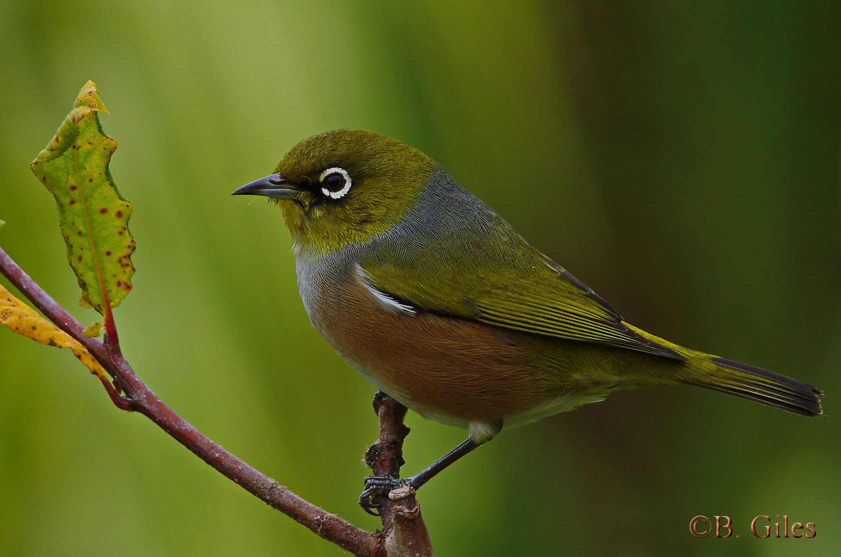 Pentax smc DA* 60-250mm F4.0 ED (IF) SDM sample photo. Silver eye perch photography
