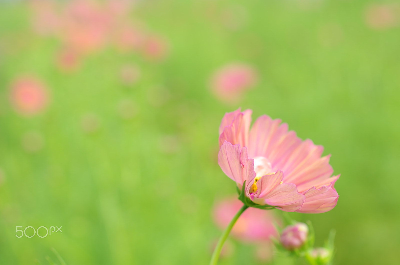 Pentax K-50 sample photo. Gold petal photography