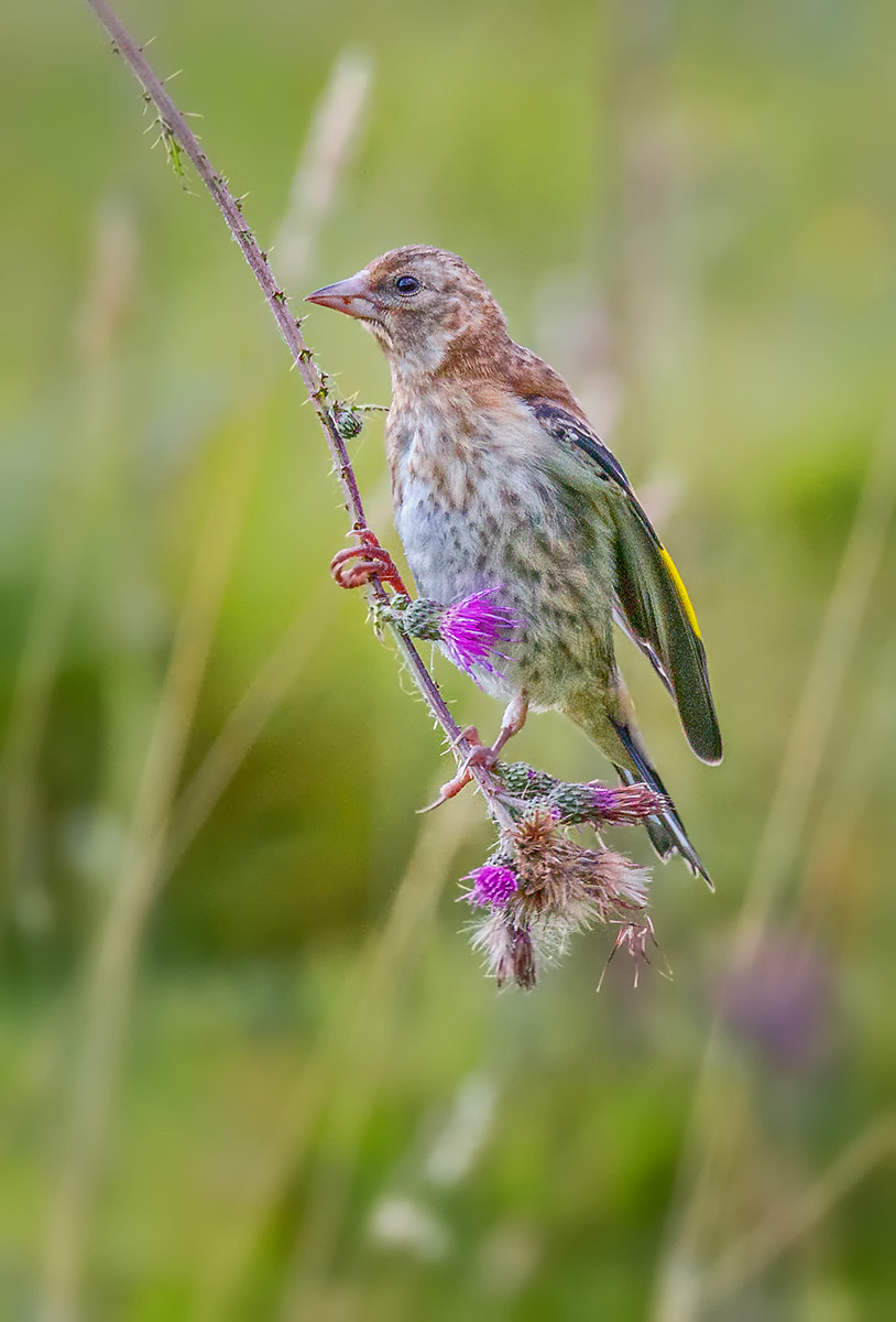 150-600mm F5-6.3 DG OS HSM | Contemporary 015 sample photo. European goldfinch photography