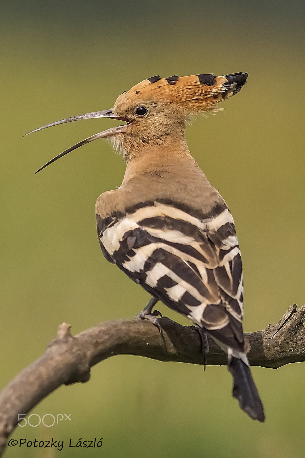 Olympus OM-D E-M1 + OLYMPUS 300mm Lens sample photo. Hoopoe photography