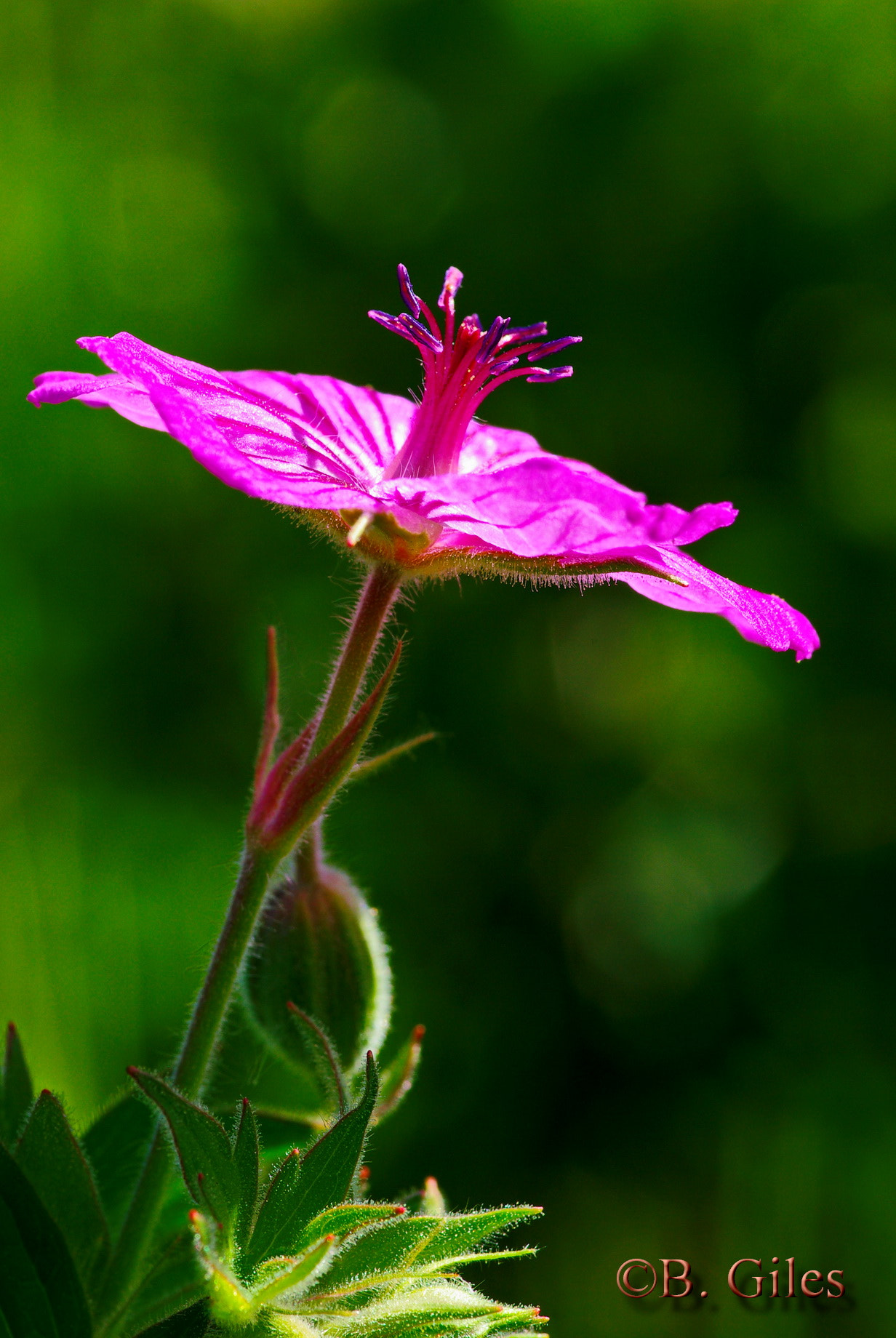 Pentax smc D-FA 100mm F2.8 macro sample photo. Sticky purple geranium photography