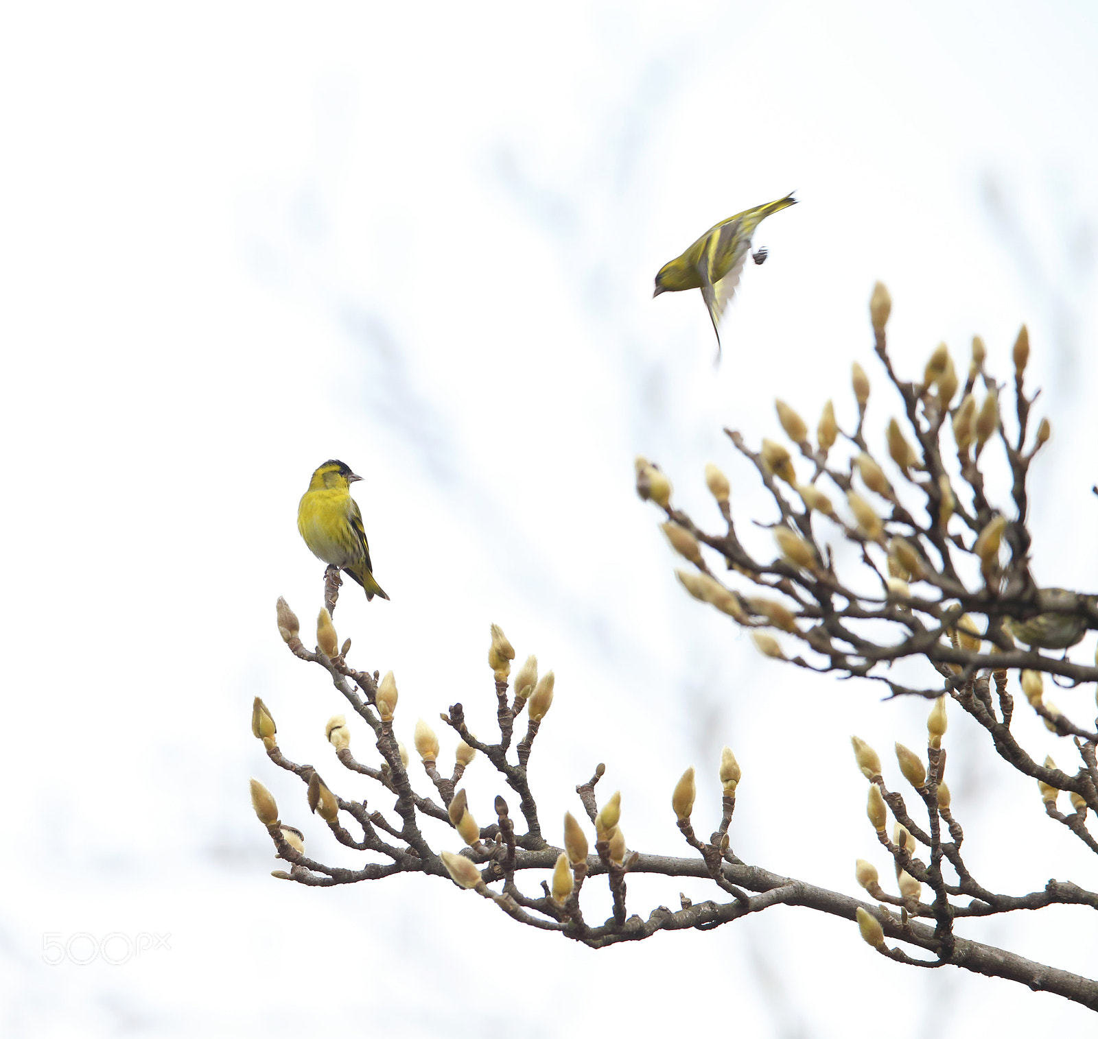 Canon EF 400mm F2.8L IS II USM sample photo. 燕雀图 photography