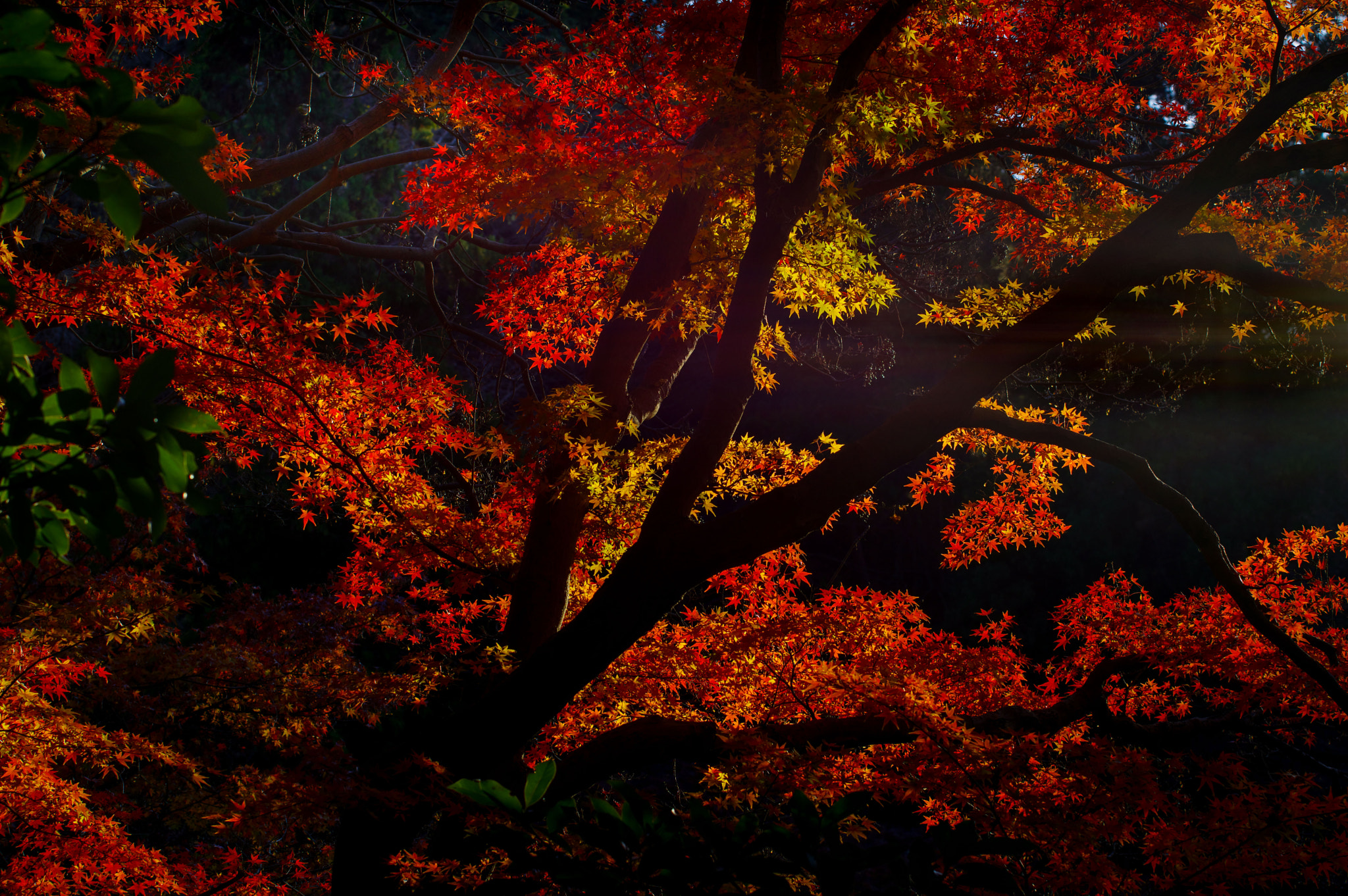 Pentax K-3 sample photo. Autumn leaves photography