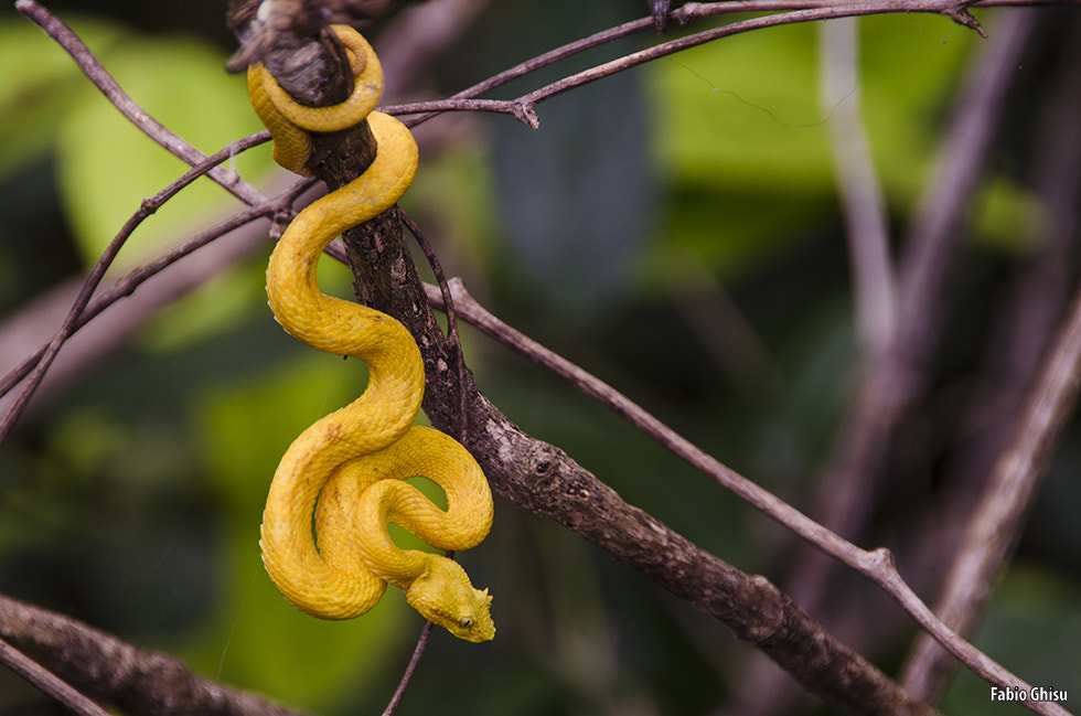 Nikon D5100 + Sigma 18-250mm F3.5-6.3 DC OS HSM sample photo. Eyelash viper photography