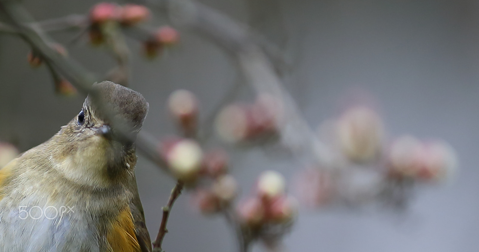 Canon EF 400mm F2.8L IS II USM sample photo. 偷看 photography