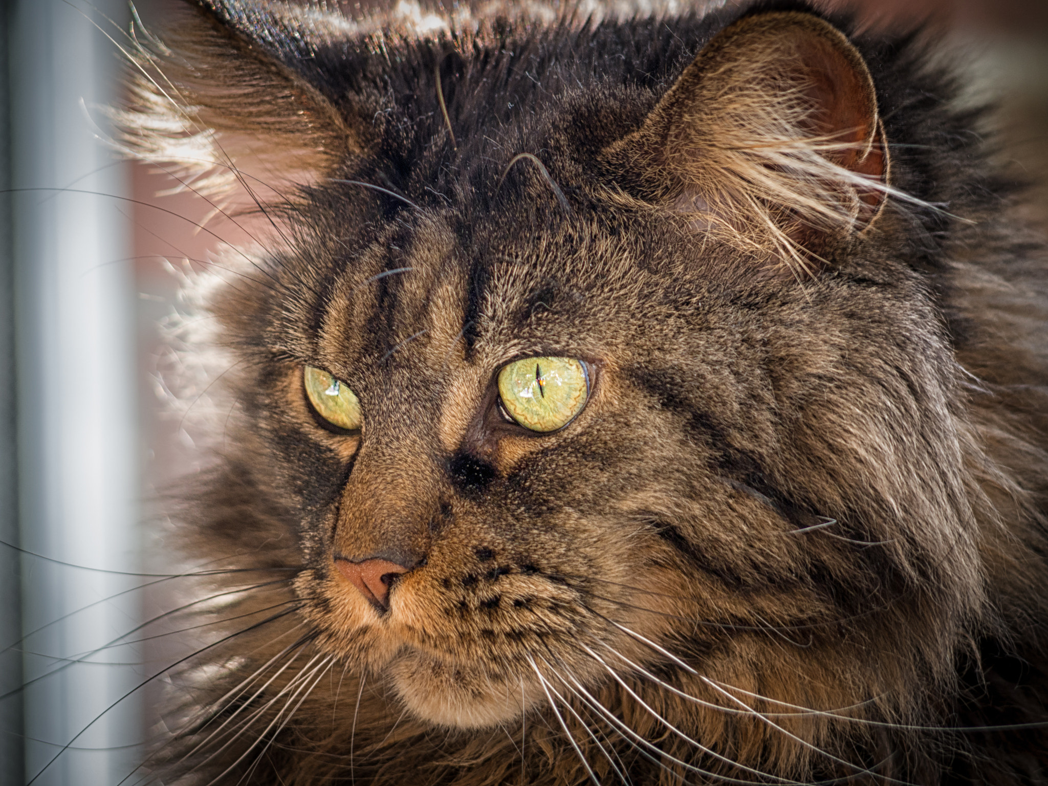 Panasonic Lumix G Vario 45-200mm F4-5.6 OIS sample photo. Portrait of sunny photography