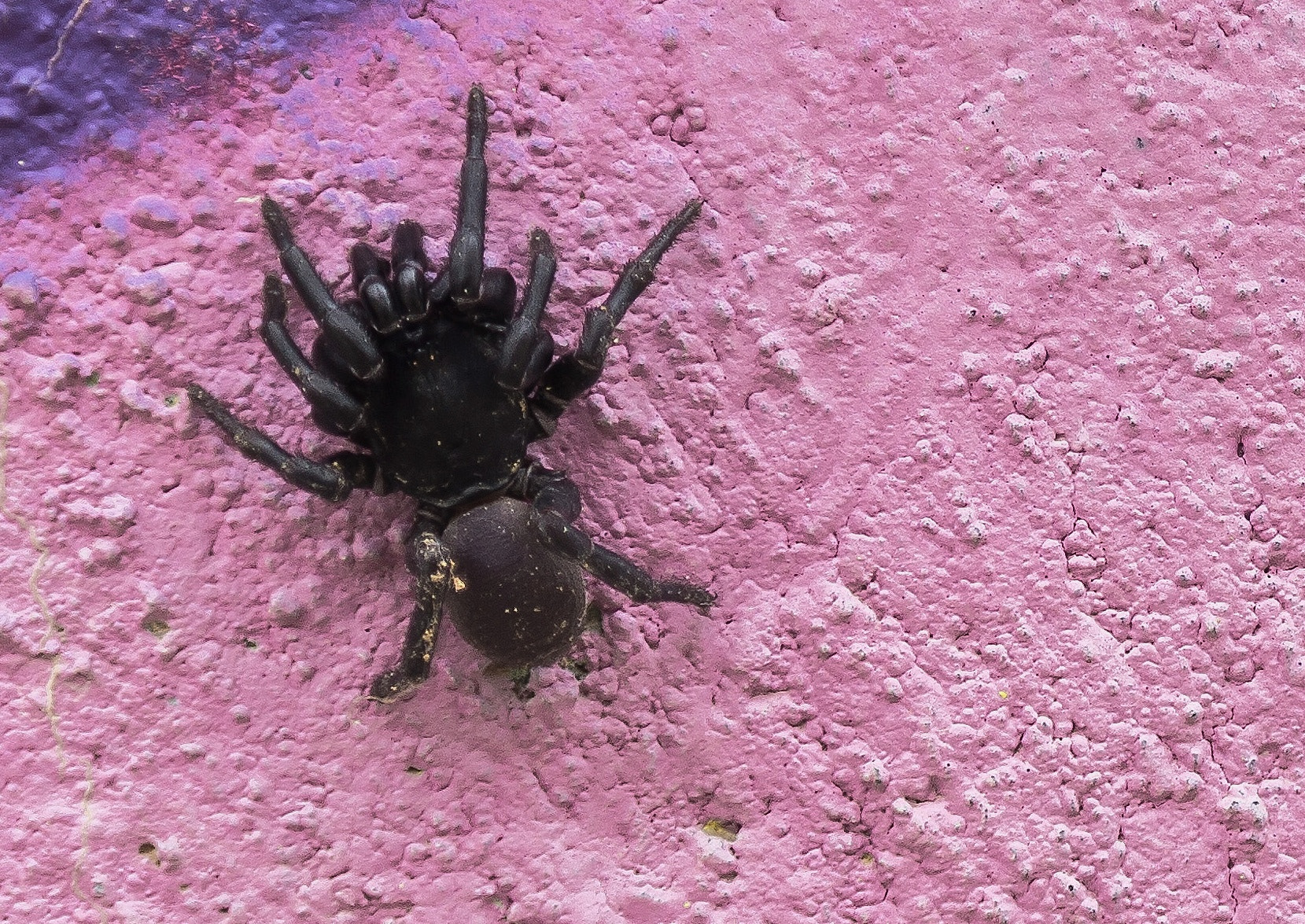 Samsung NX 18-55mm F3.5-5.6 OIS sample photo. Spider photography