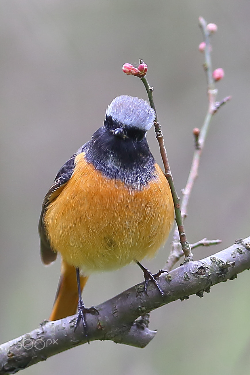 Canon EF 400mm F2.8L IS II USM sample photo. 一剪梅 photography