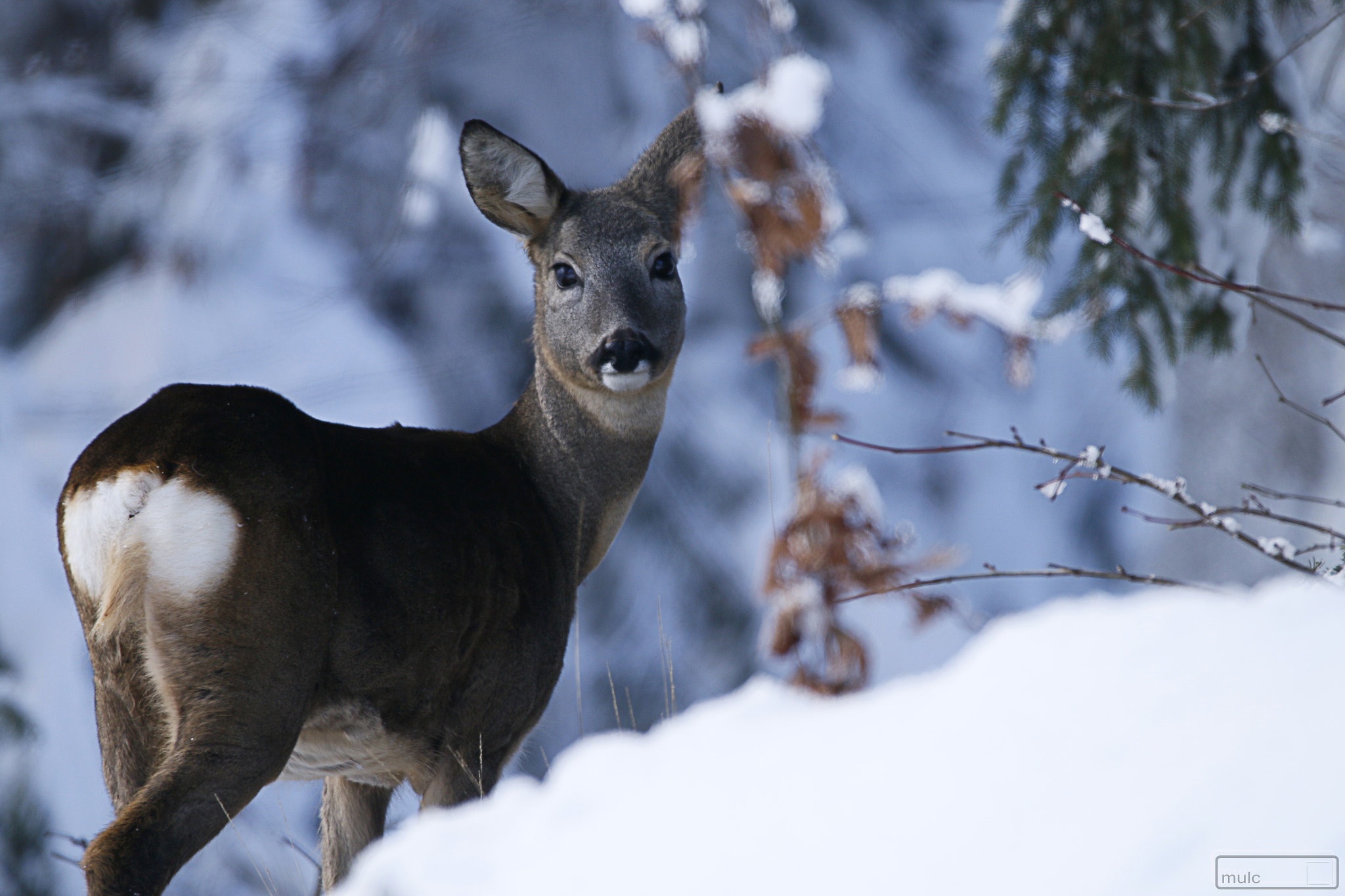 150-600mm F5-6.3 DG OS HSM | Contemporary 015 sample photo. Big eyes watching photography