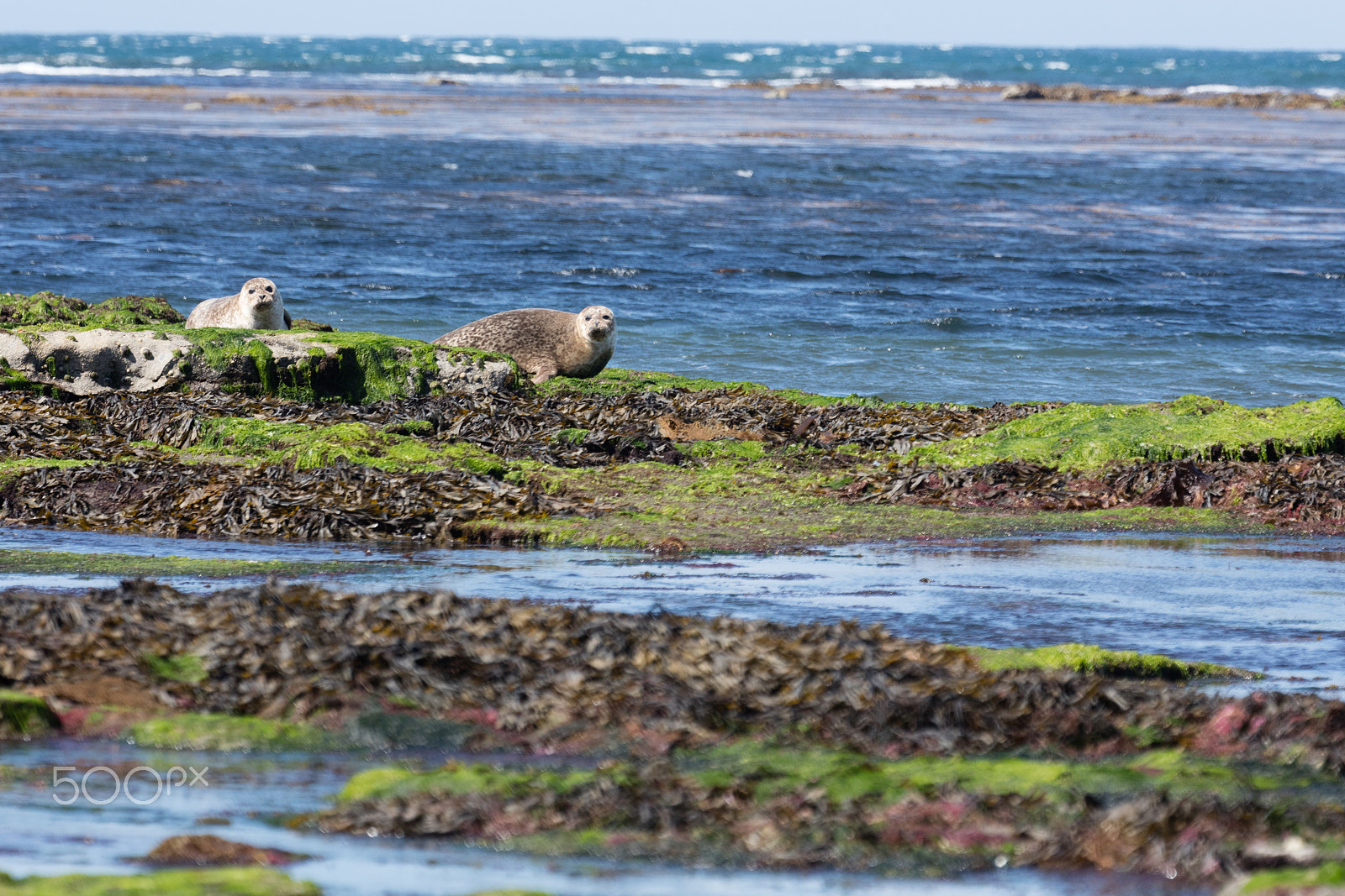 Sigma 150mm f/2.8 EX DG OS HSM APO Macro sample photo. Sea lion in ireland photography