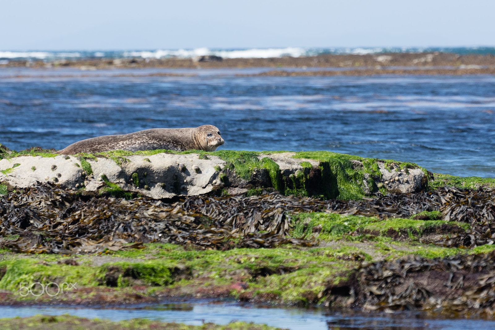 Sigma 150mm f/2.8 EX DG OS HSM APO Macro sample photo. Sea lion in ireland photography