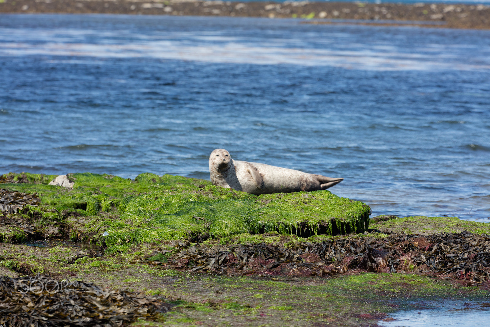 Sigma 150mm f/2.8 EX DG OS HSM APO Macro sample photo. Sea lion in ireland photography