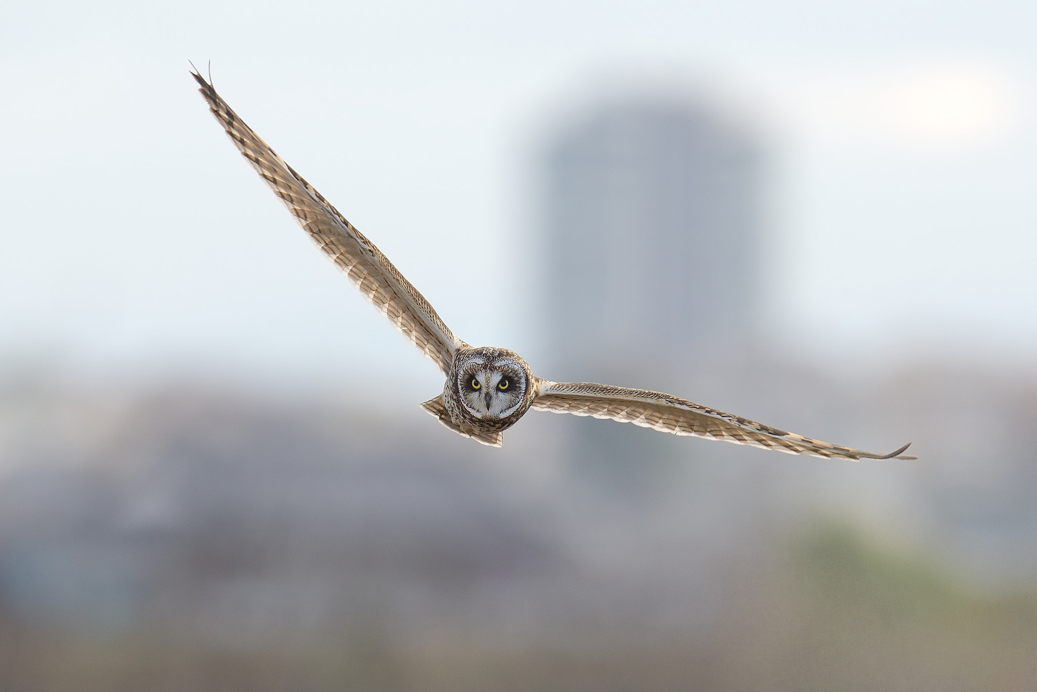 Nikon D500 + Nikon AF-S Nikkor 600mm F4G ED VR sample photo. Short-eared owl photography