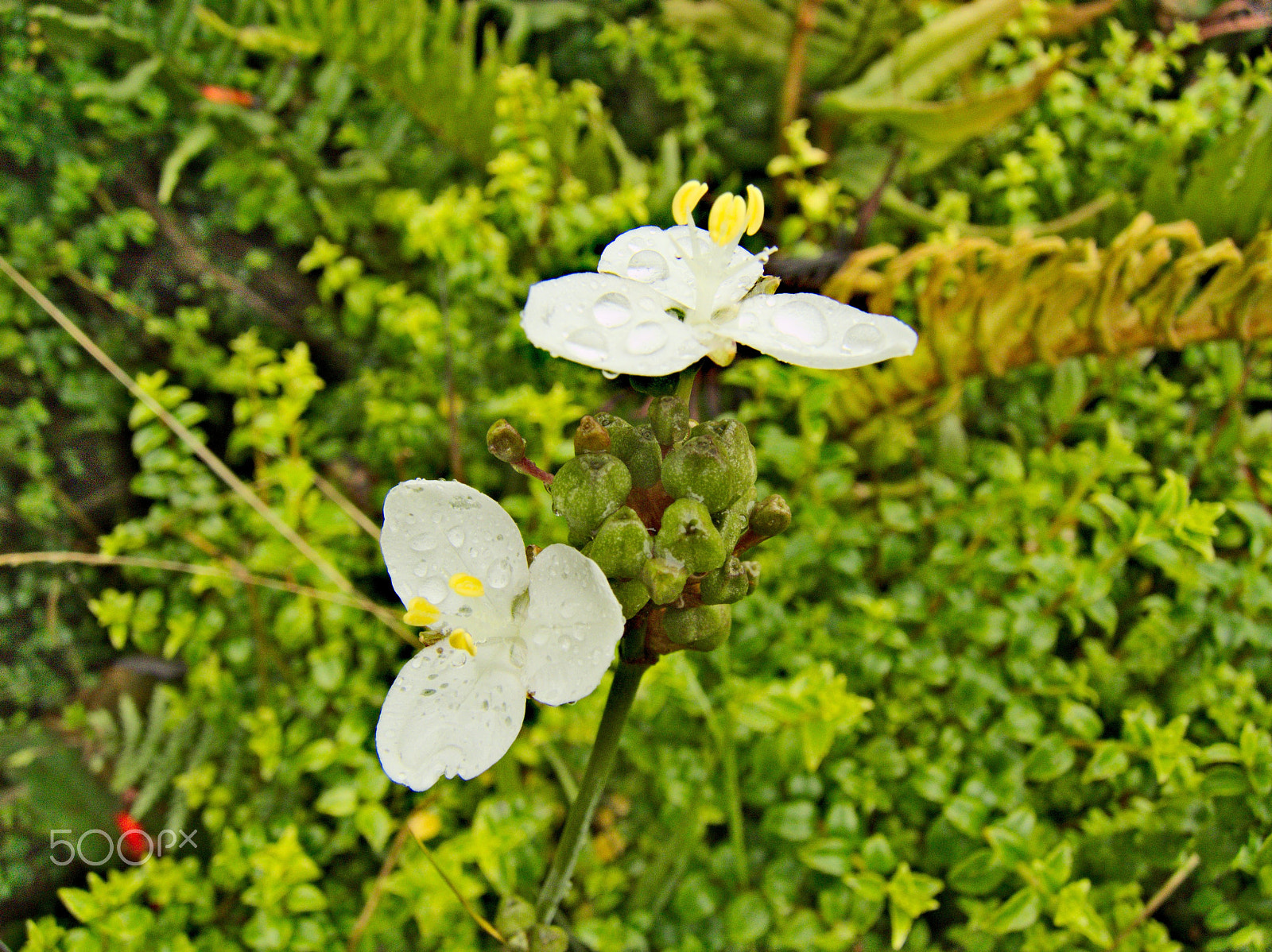 Kodak EasyShare Z990 (EasyShare Max) sample photo. Flowers [chile] photography