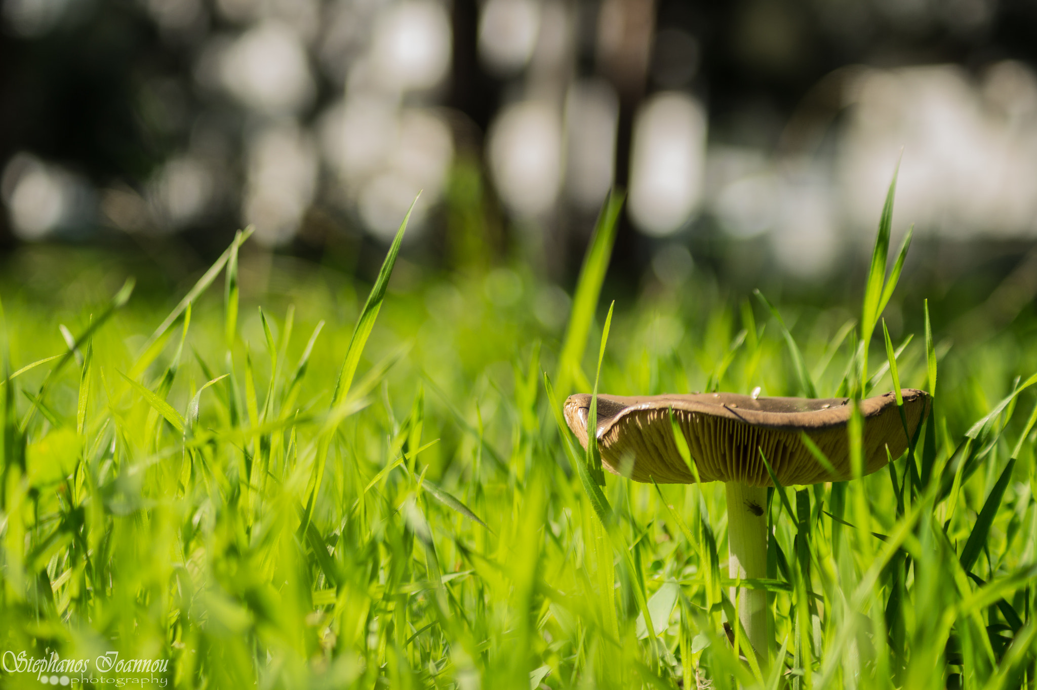 Sony DT 55-200mm F4-5.6 SAM sample photo. Mushroom photography