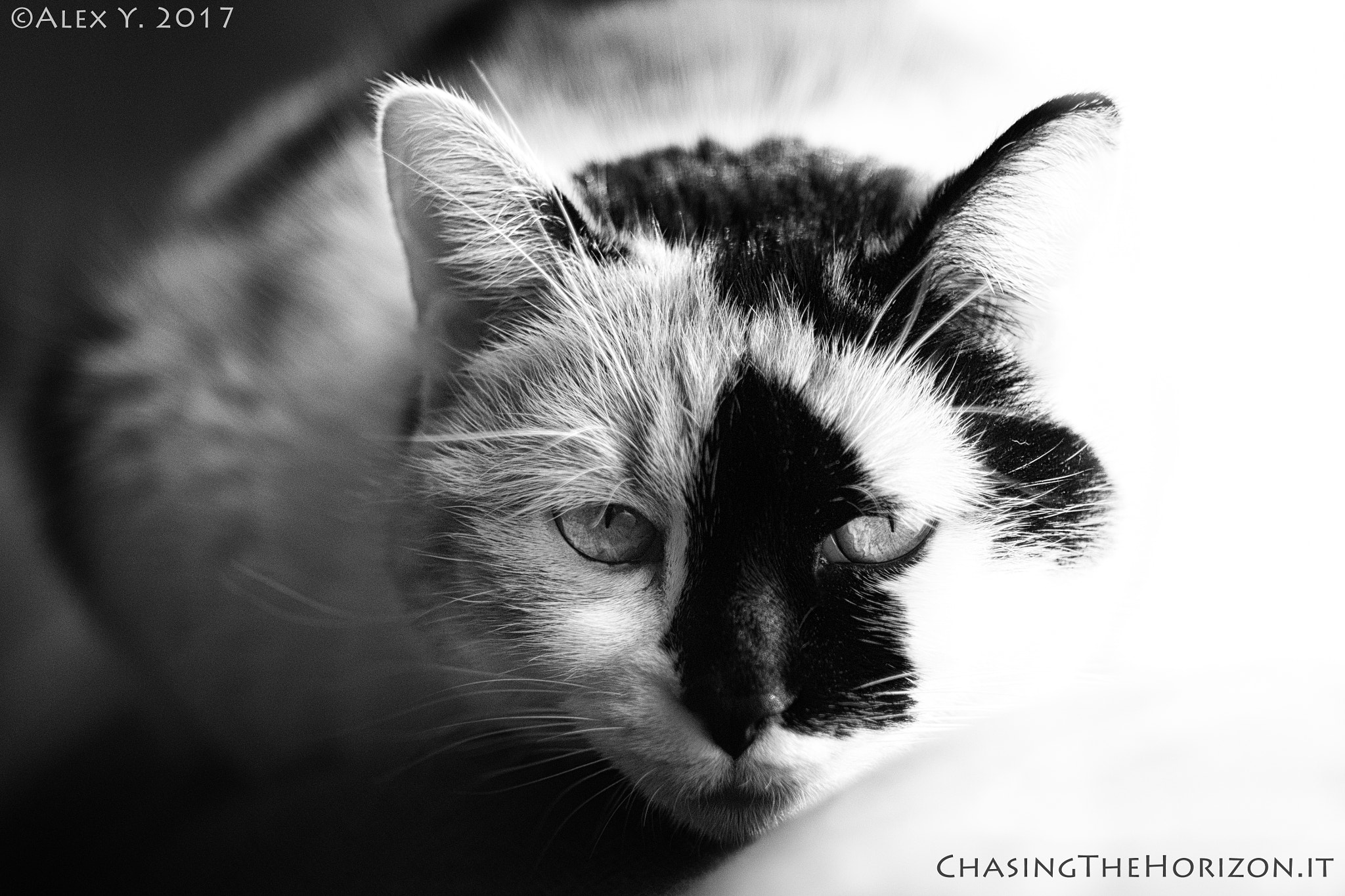 Canon EF 35-80mm f/4-5.6 sample photo. White star - stella photography