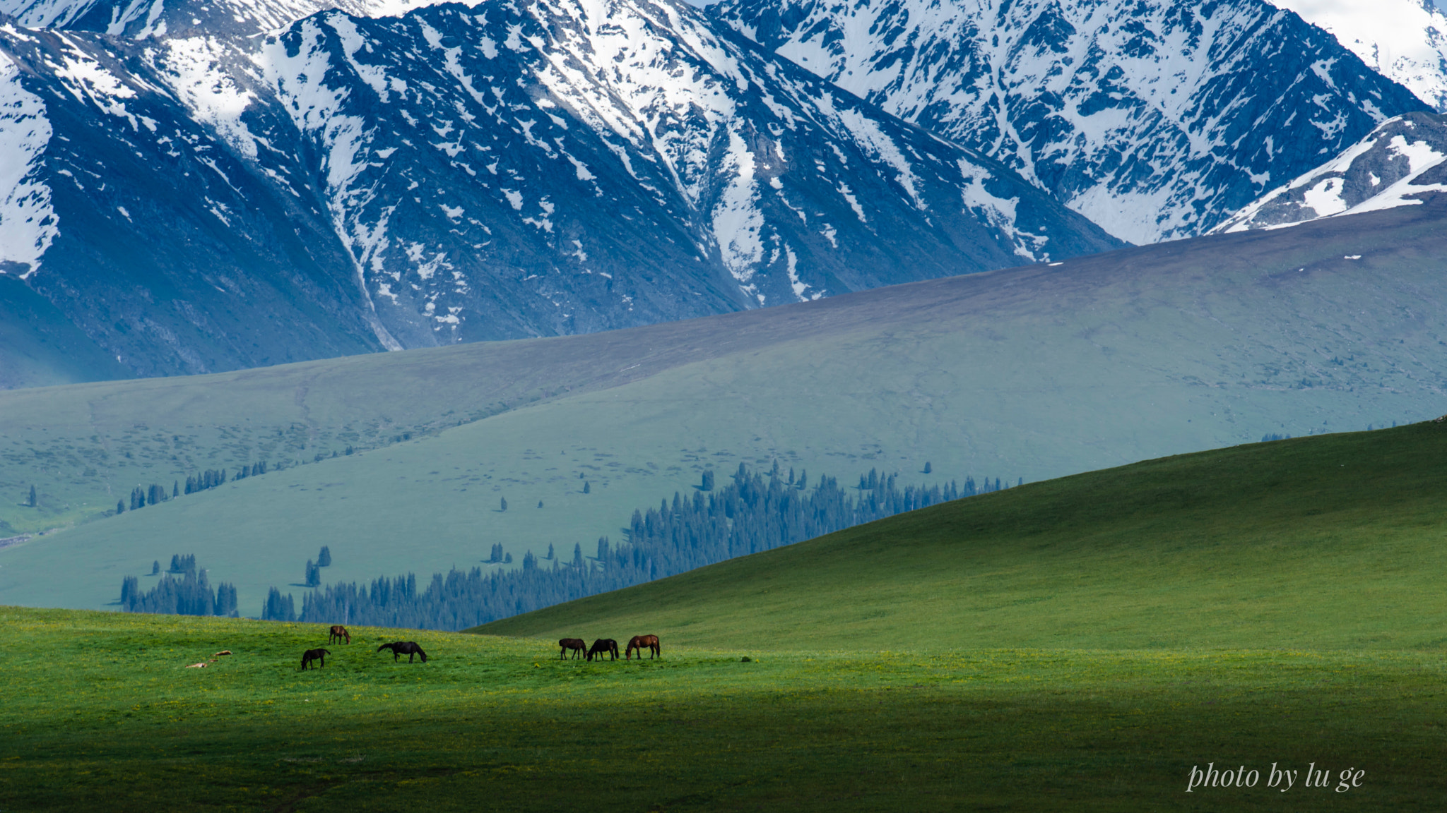 Nikon AF-S Nikkor 70-200mm F2.8G ED VR II sample photo. Kalajun grassland photography
