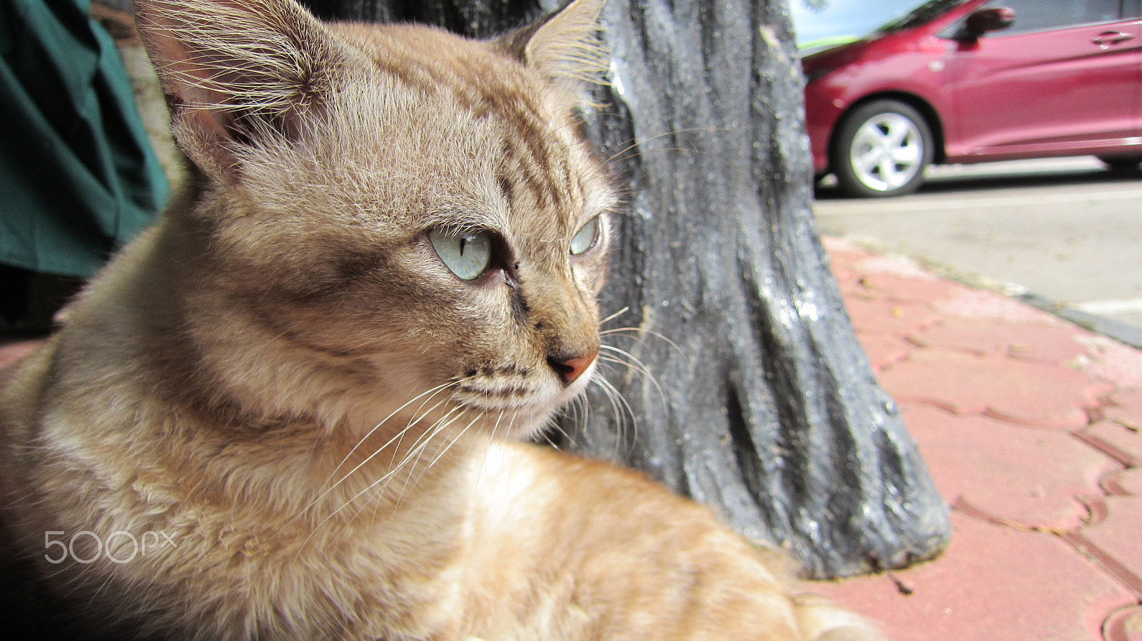 Canon PowerShot ELPH 500 HS (IXUS 310 HS / IXY 31S) sample photo. Stray cats photography