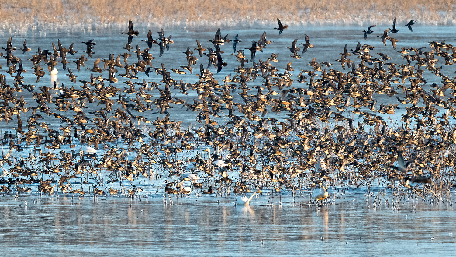 Nikon AF-S Nikkor 600mm F4E FL ED VR sample photo. Baikal teal photography