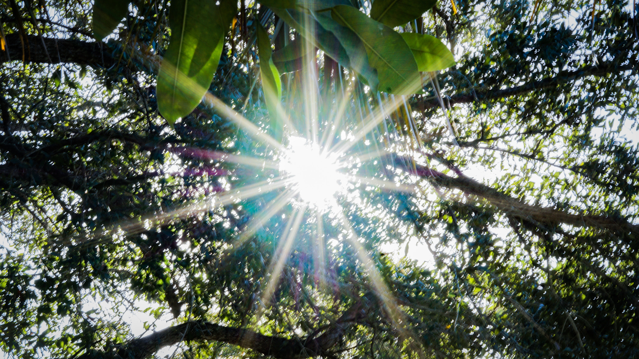 Sony FE 50mm F1.8 sample photo. Florida sunshine photography