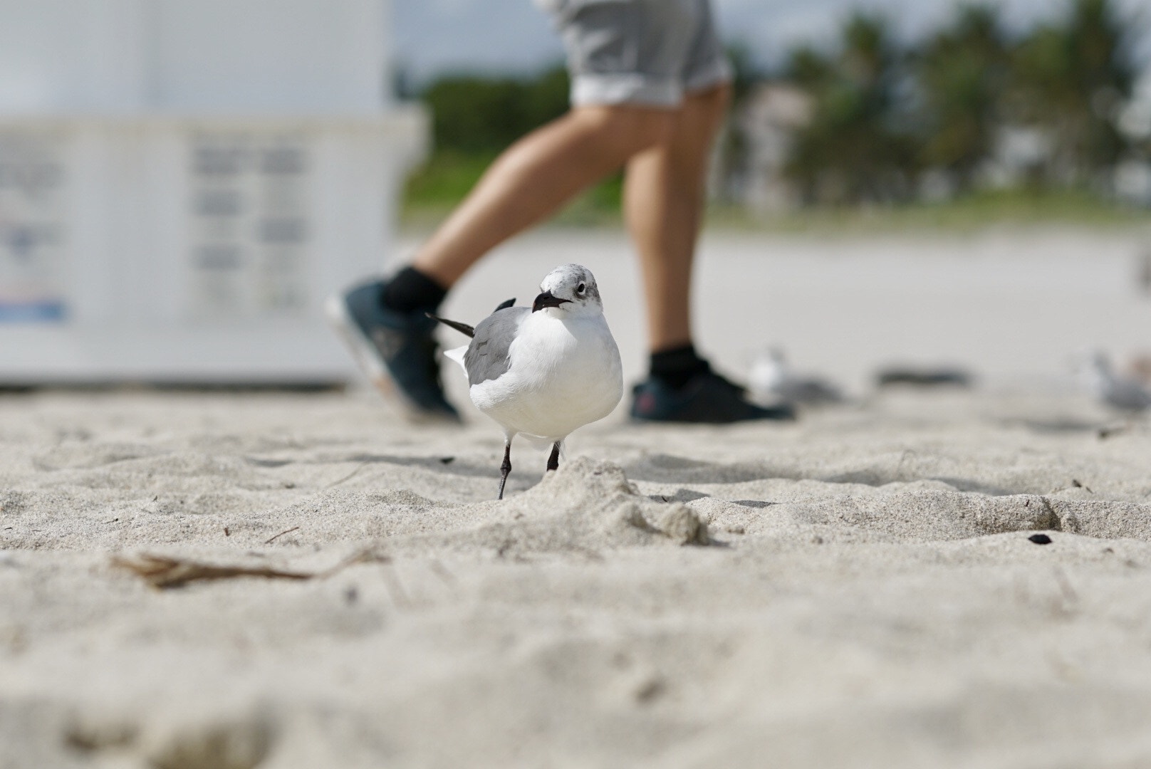 Sony FE 85mm F1.4 GM sample photo. In between photography