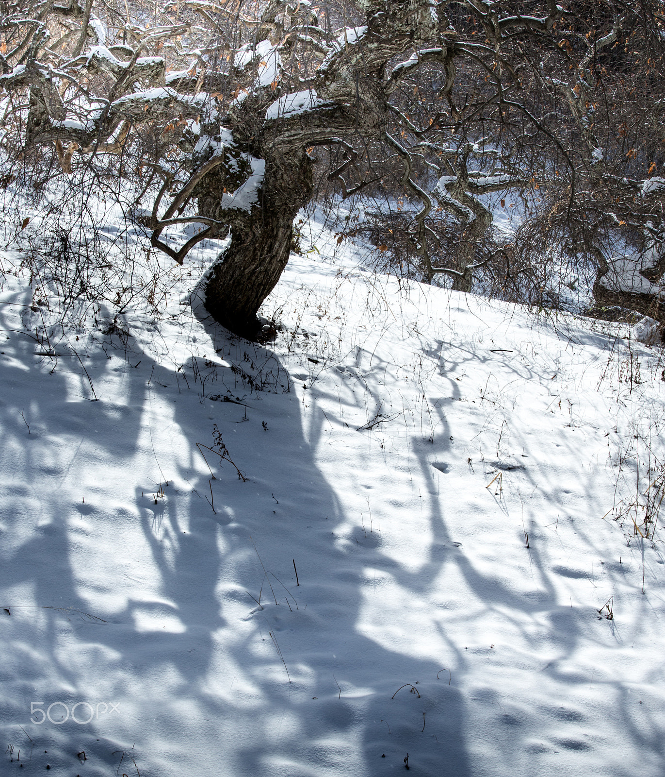 Canon EOS-1D X + Canon EF 70-200mm F4L IS USM sample photo. Dancing shadow photography