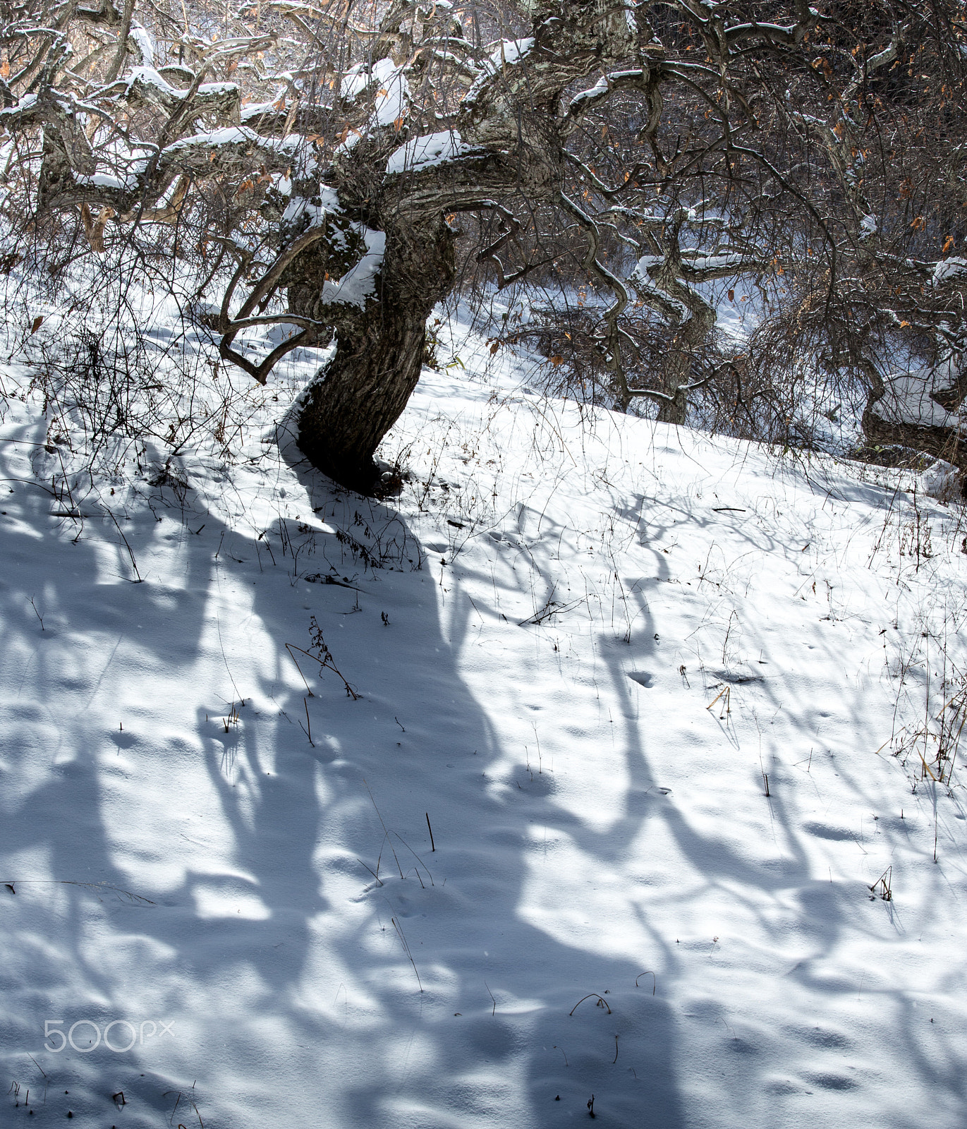 Canon EF 70-200mm F4L IS USM sample photo. Dancing shadow photography