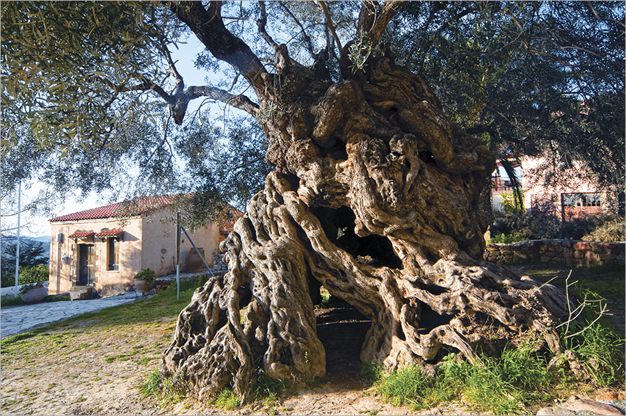Nikon D300 sample photo. Centuries-old olive tree photography