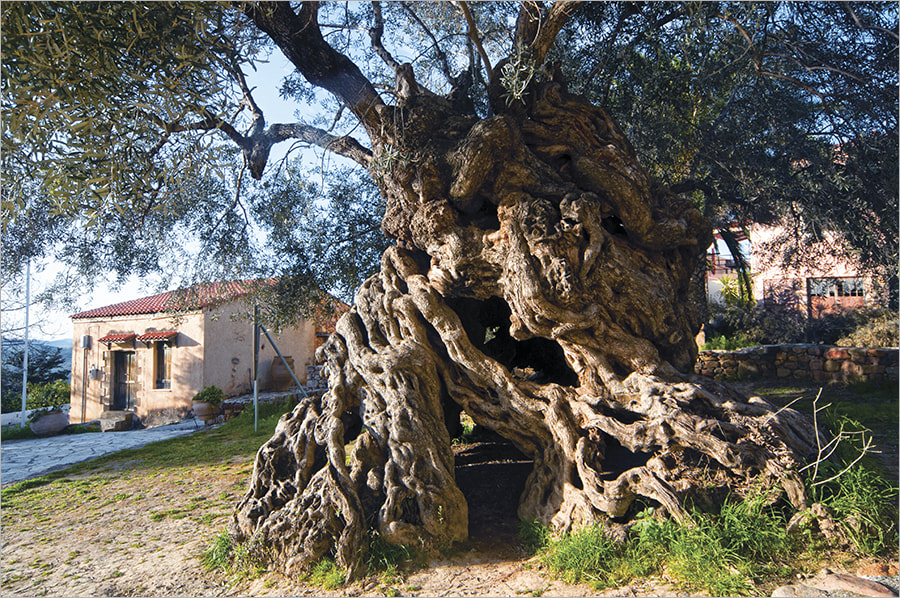 Sigma 12-24mm F4.5-5.6 EX DG Aspherical HSM sample photo. Centuries-old olive tree photography