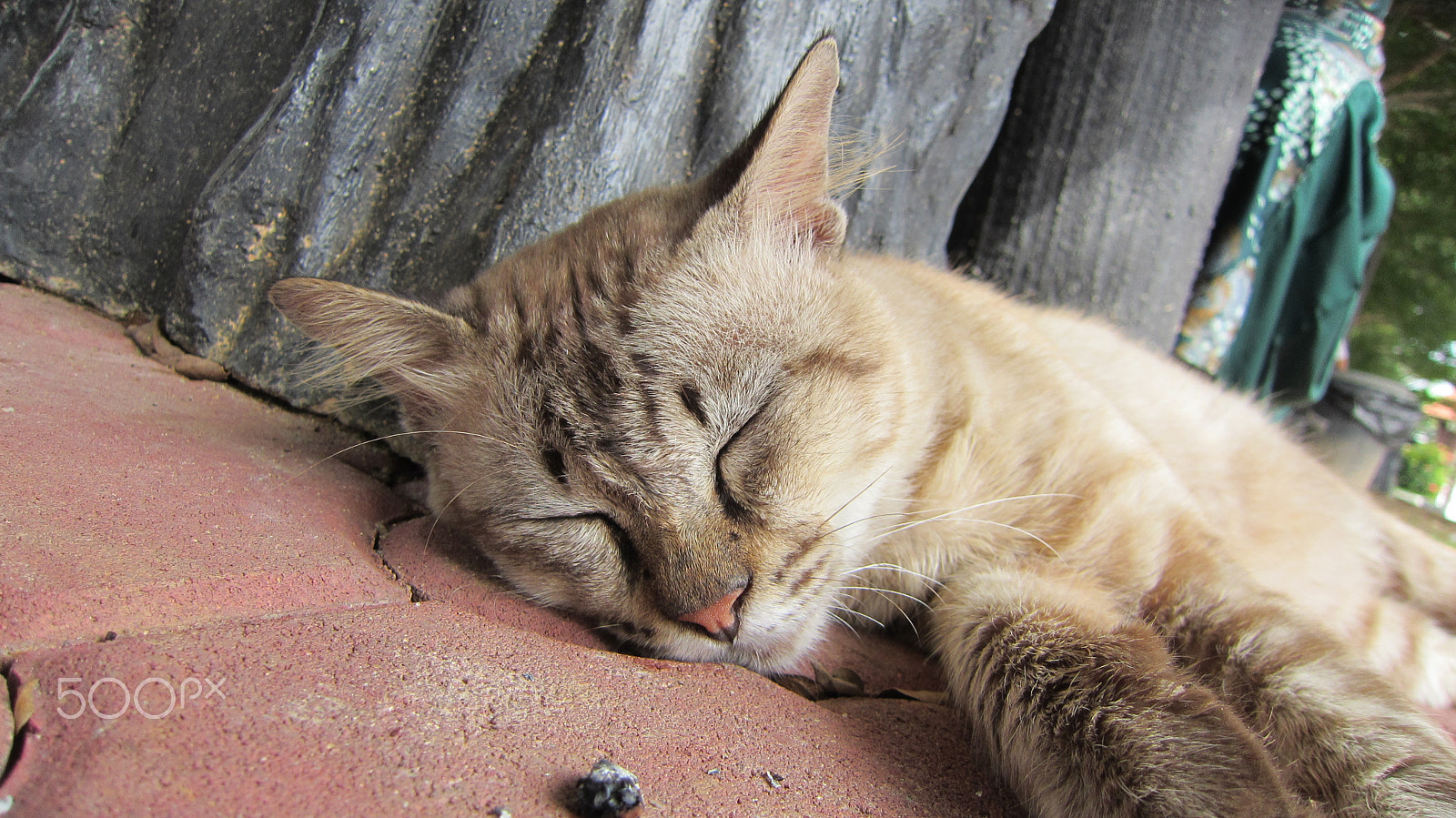 Canon PowerShot ELPH 500 HS (IXUS 310 HS / IXY 31S) sample photo. Stray cats photography