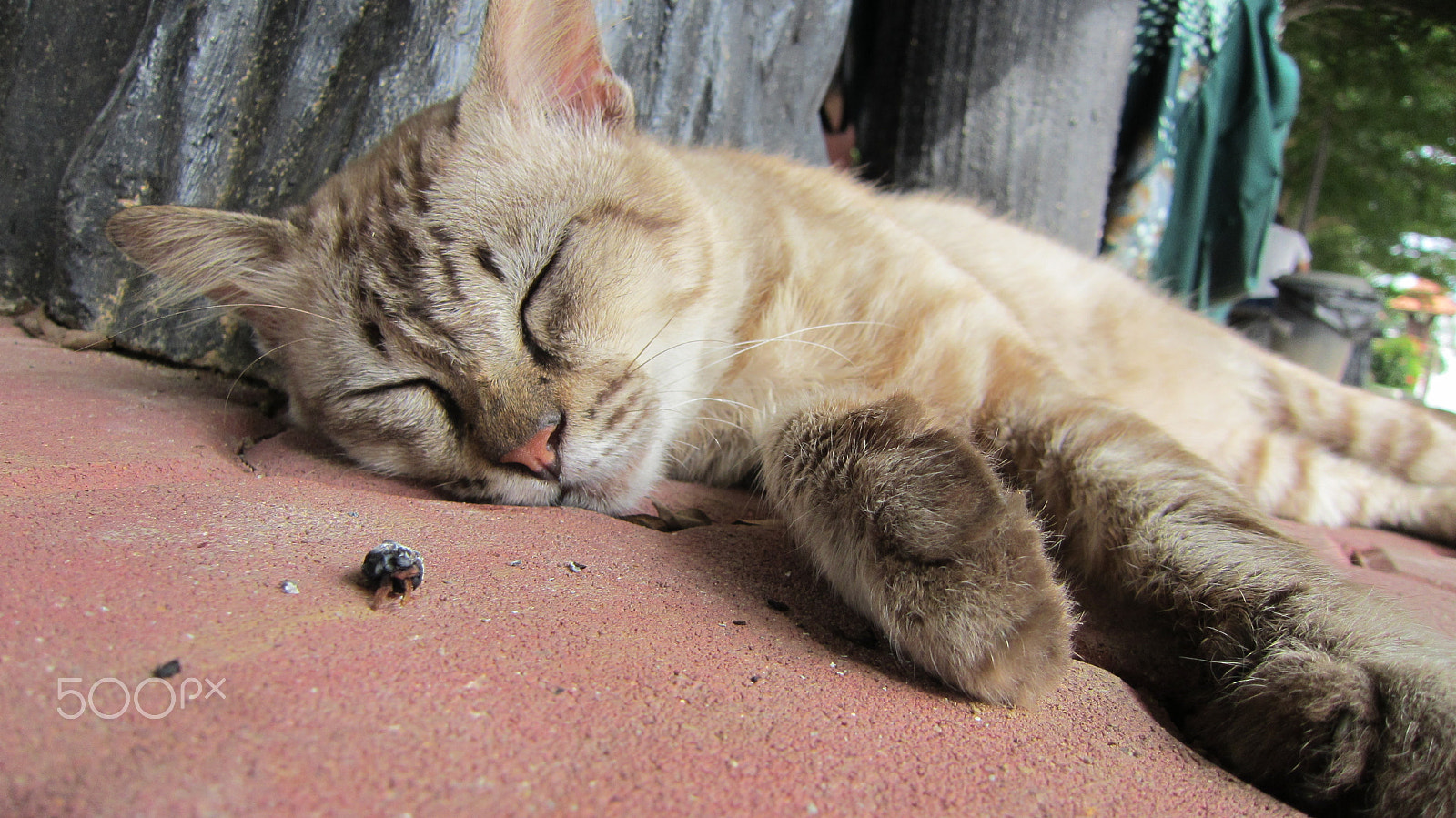 Canon PowerShot ELPH 500 HS (IXUS 310 HS / IXY 31S) sample photo. Stray cats photography